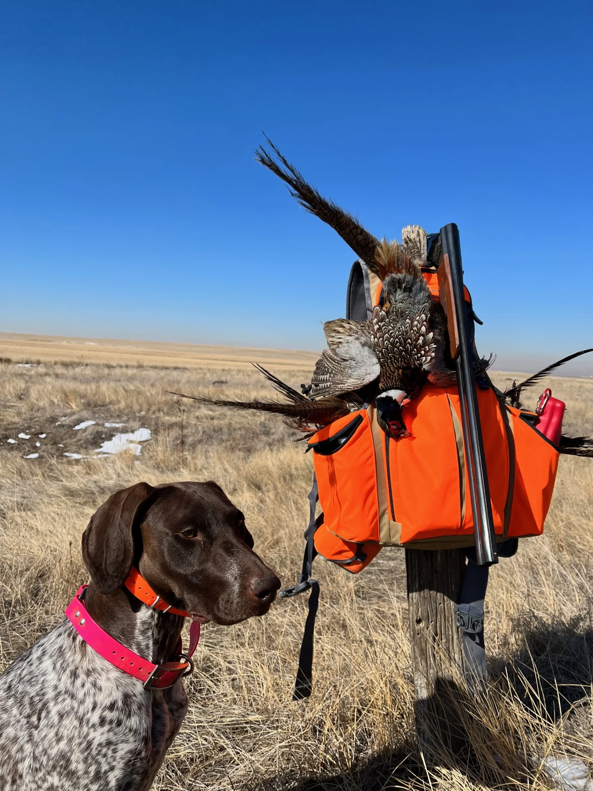 A hunting dog with a pink collar sitting in dry grass next to a fencepost with a daily limit of pheasants in Colorado hanging on top of an orange hunting backpack in an open field under a blue sky.