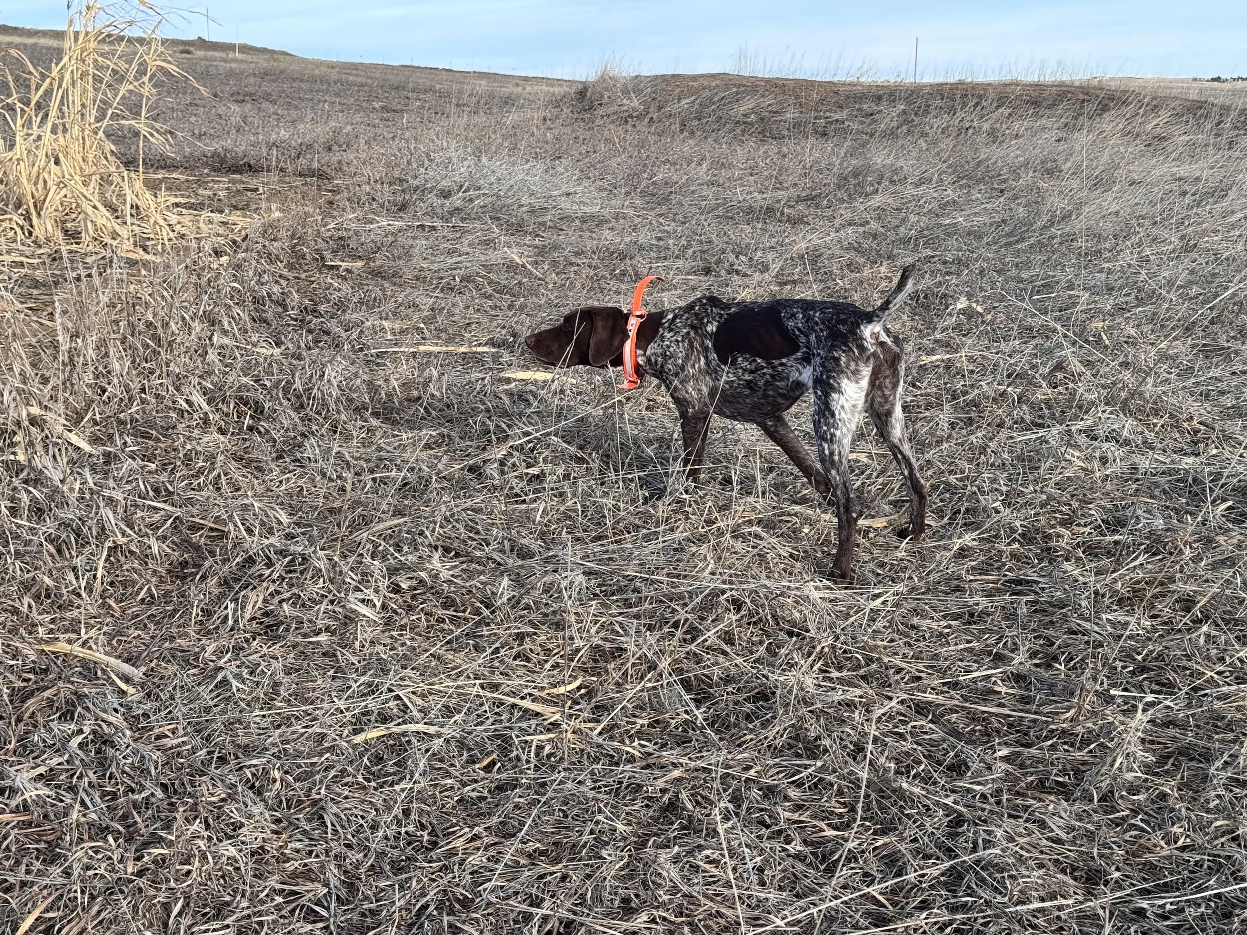 A dog with a blue and black coat wearing an orange collar explores a dry grassy field under a blue sky.
