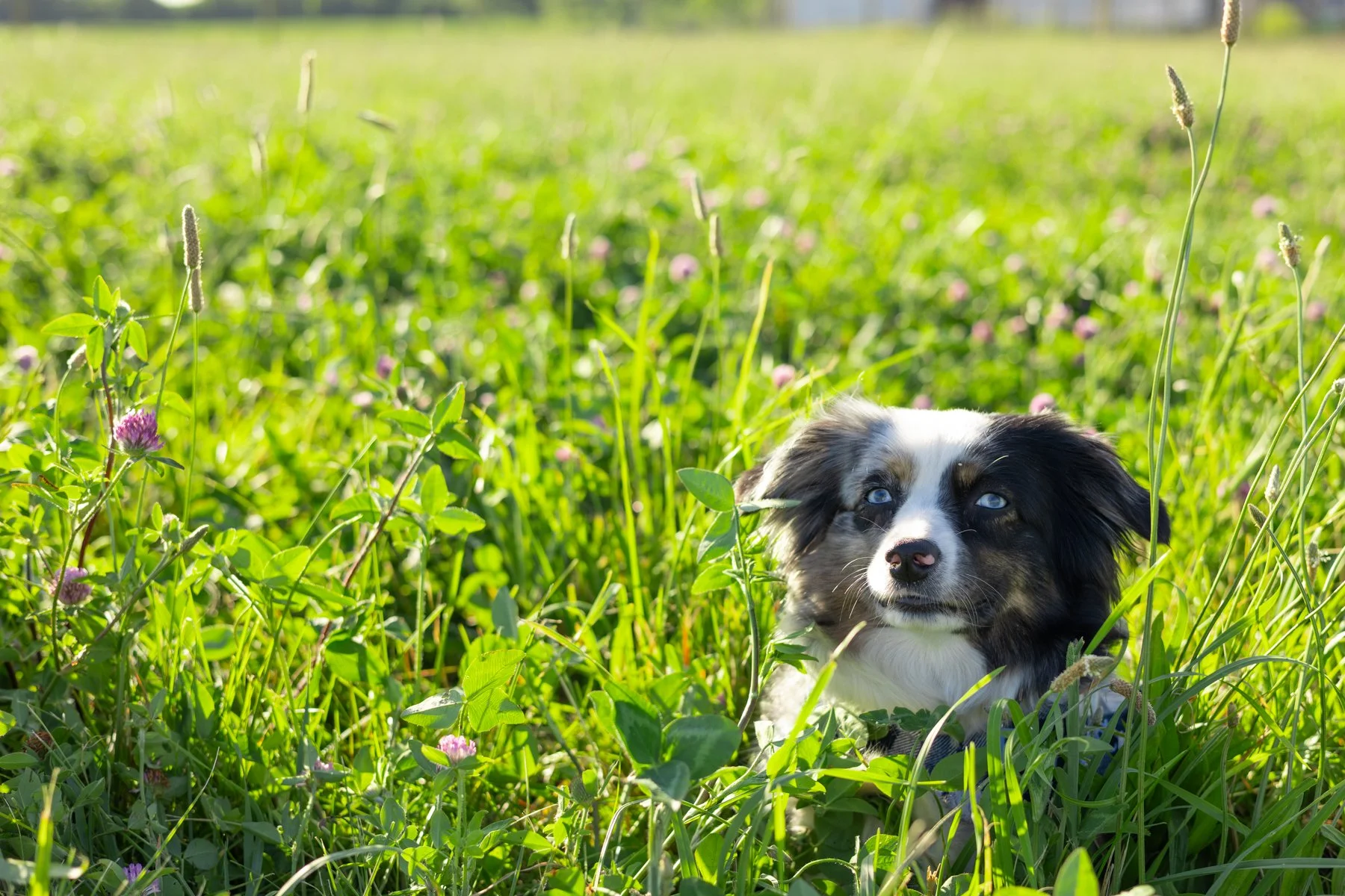 Dog laying in tall grass in a farm setting in Indiana
