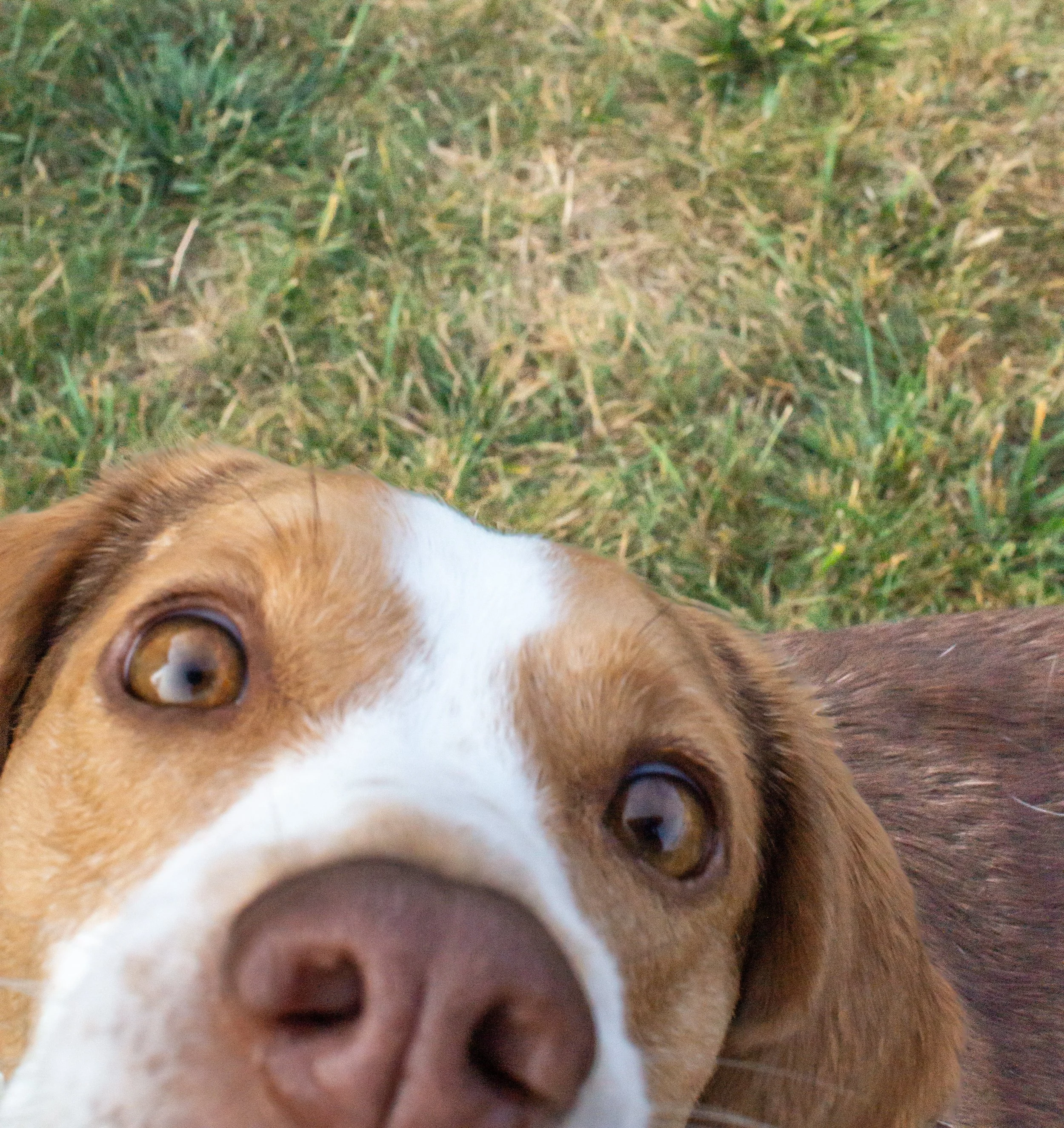 beagle rescue photographed while jumping up at the camera in a fort wayne park