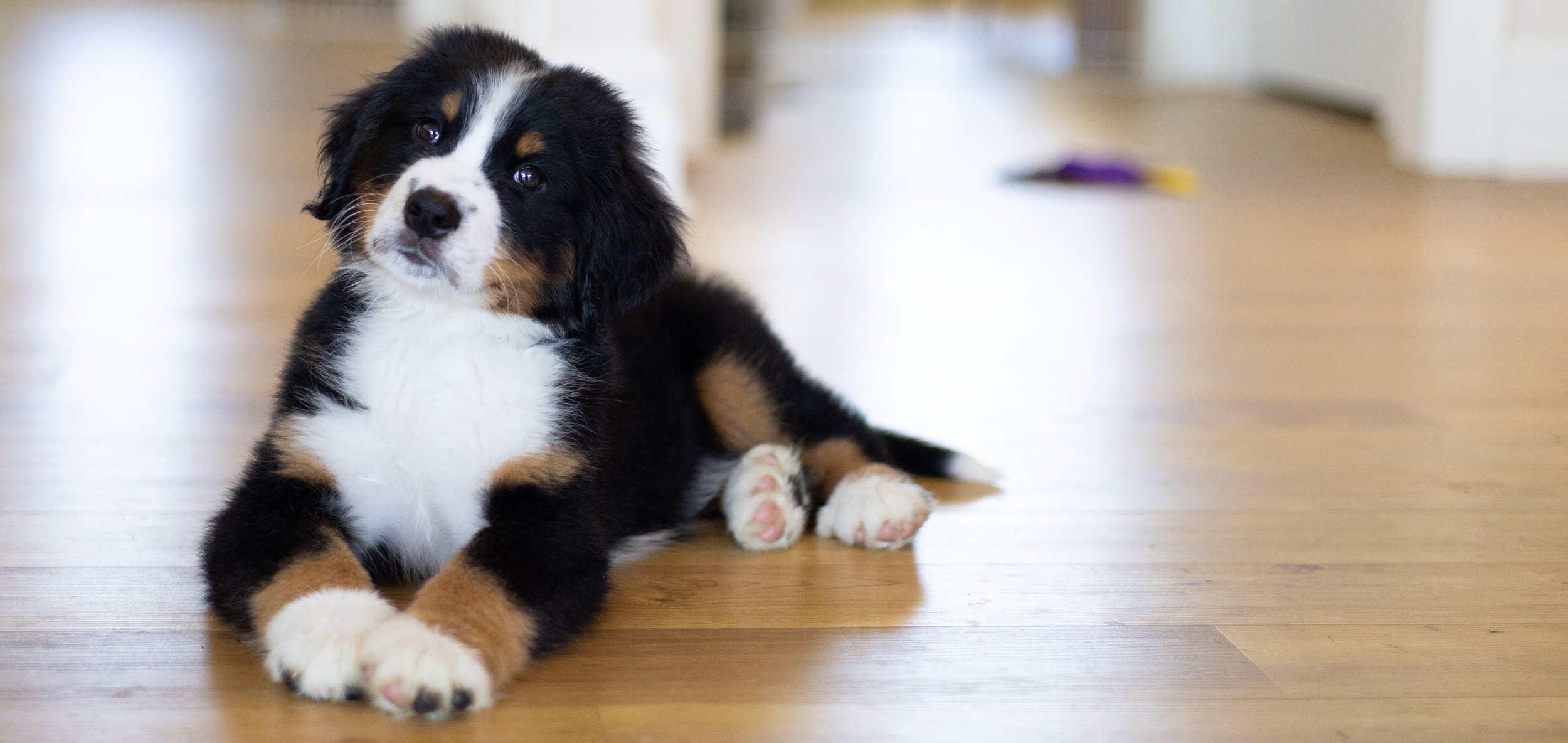 bernese mountain dog puppy laying down on the floor photographed in a fort wayne home