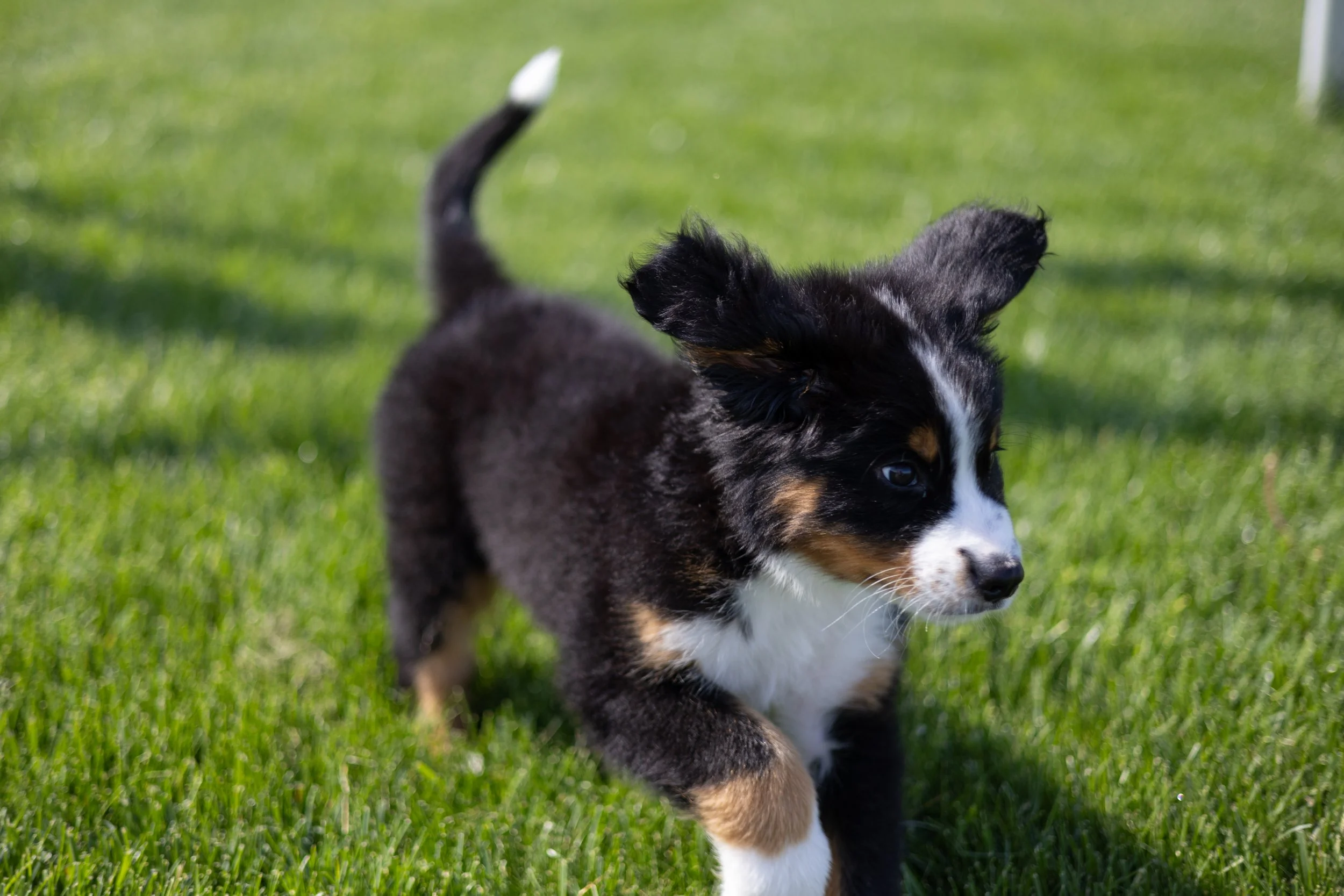 puppy running through grass at a park in fort wayne photographed with ears and tail up running candidly and natural