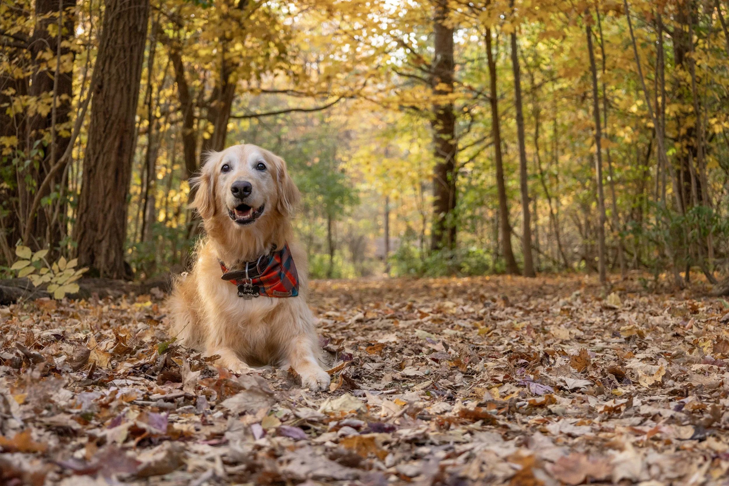 Golden Retriever laying down in the fall leaves with trees behind at Homestead Environmental Center in Fort Wayne captured by photographer