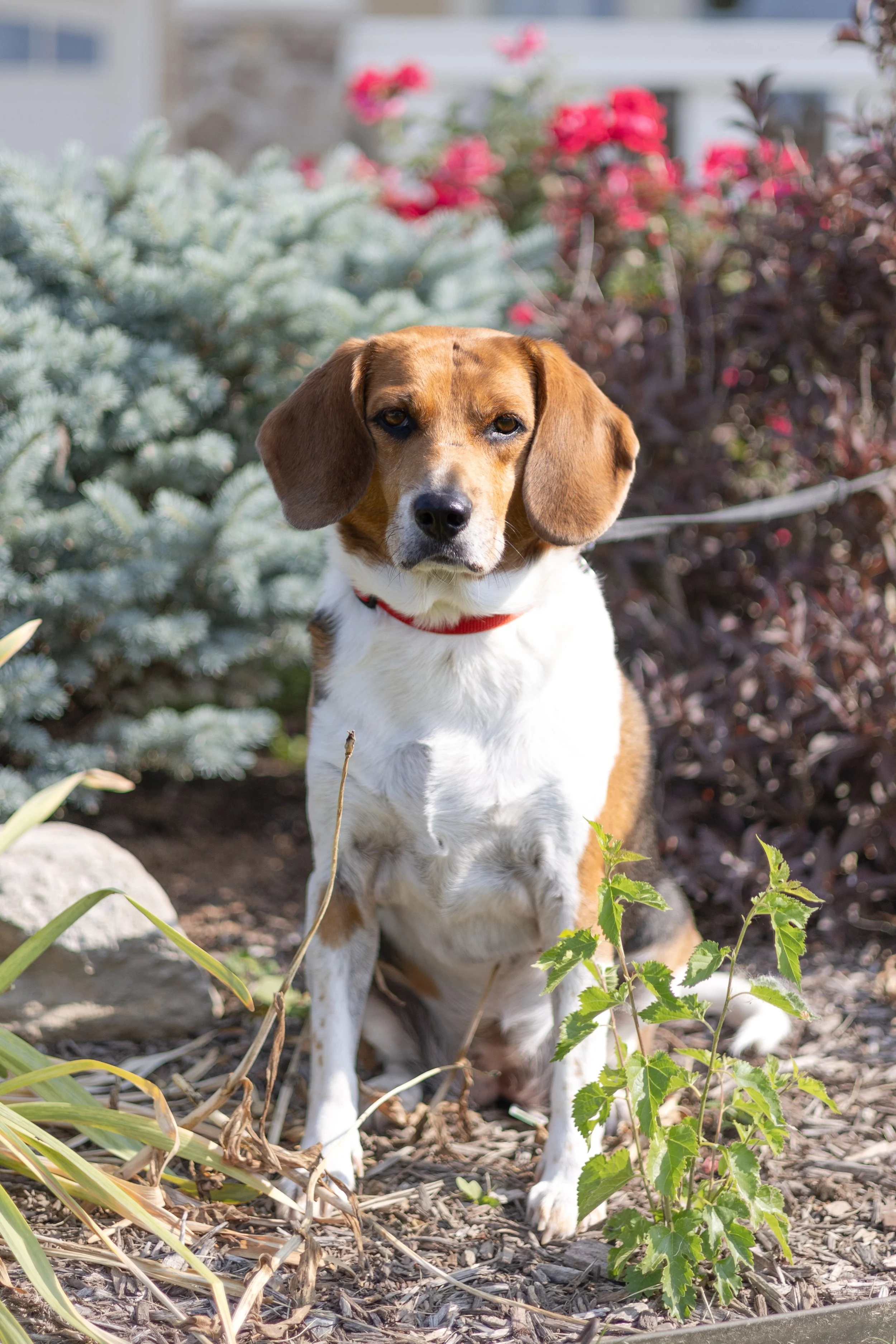 Beagle basset mix dog sitting in the sunshine at a park in fort wayne and photographed looking at the camera