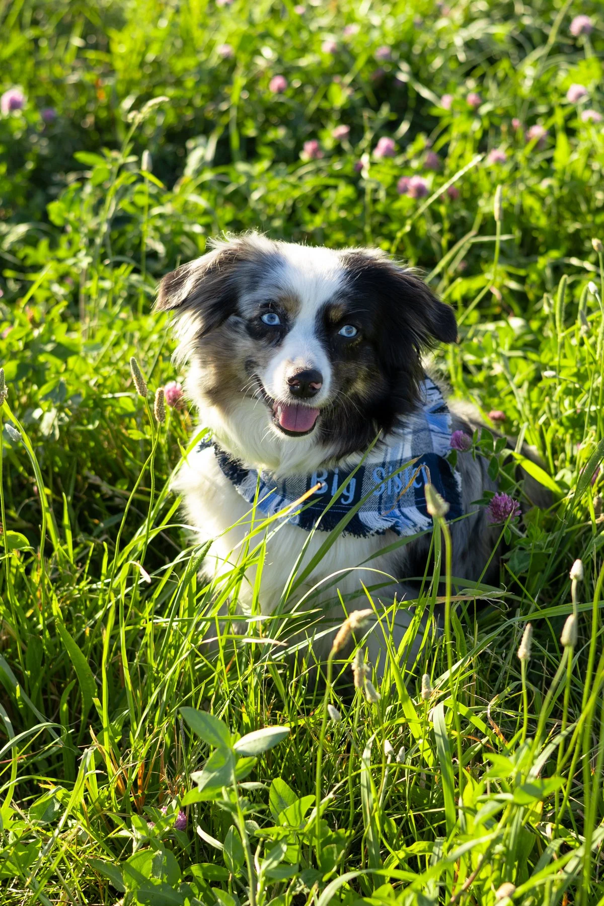 Dog sitting in tall grass in a farm field