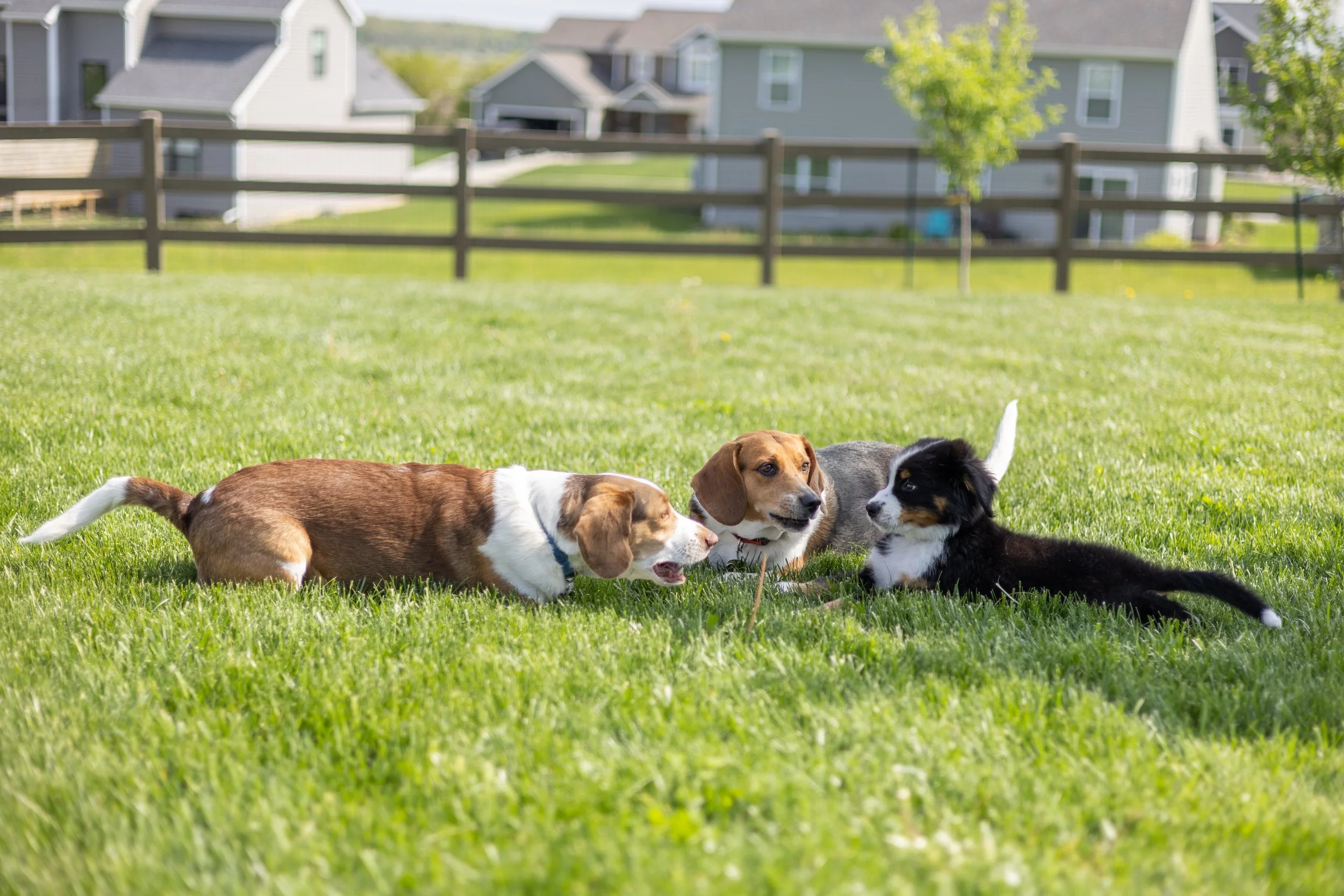 three dogs photographed together in a grassy backyard in fort wayne naturally playing together and memorable moments made