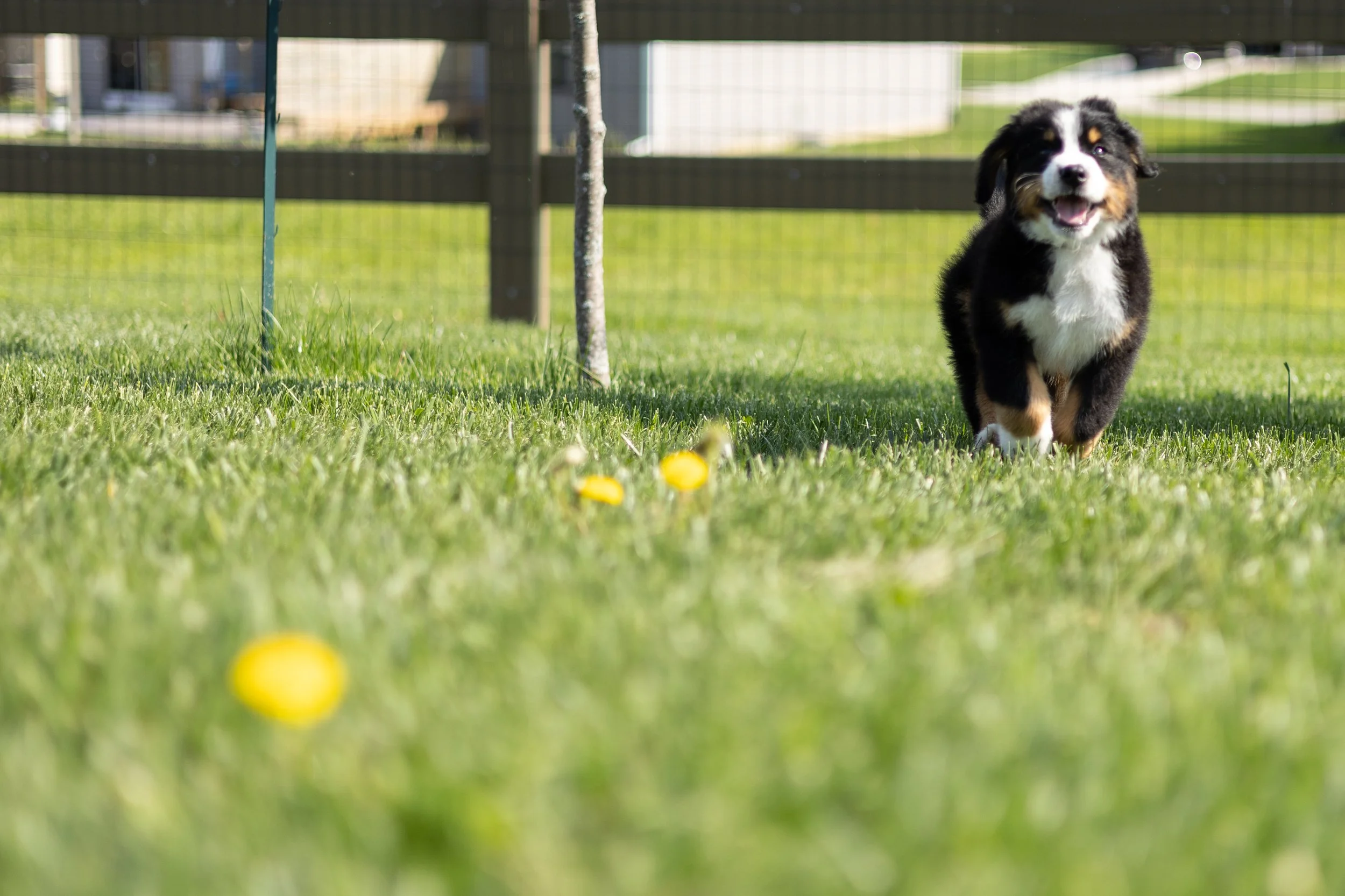 puppy running in a grassy backyard in fort wayne with yellow flowers in the foreground