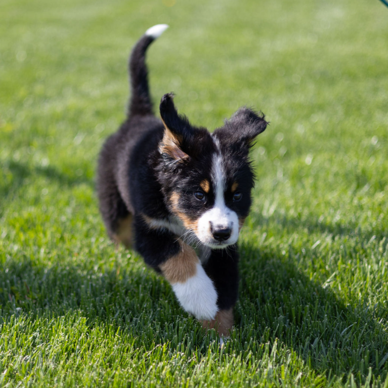 puppy photographed in fort wayne running through the grass with his ears and tail up