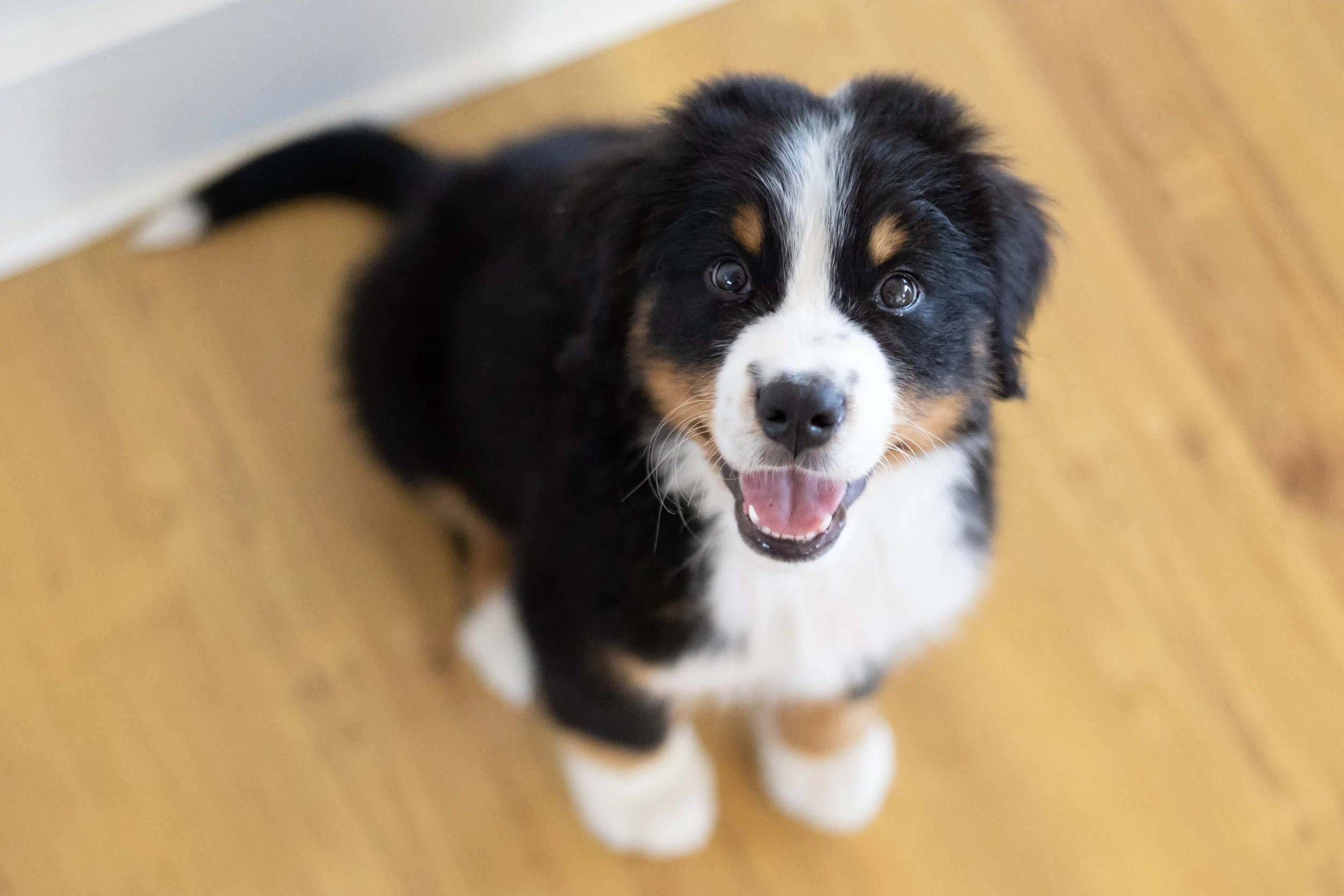 puppy looking up at the photographer in a home in fort wayne