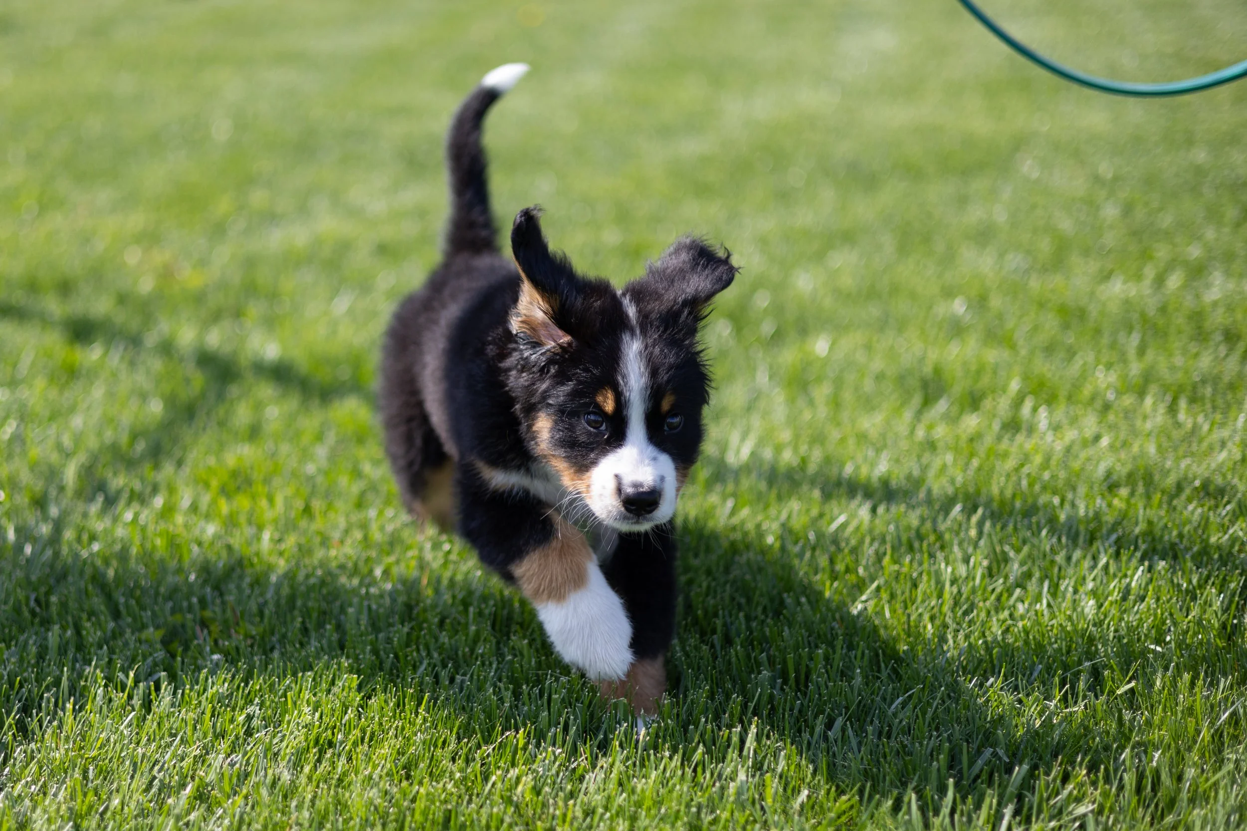 puppy running through grass at a park in fort wayne photographed with ears and tail up and candid moments