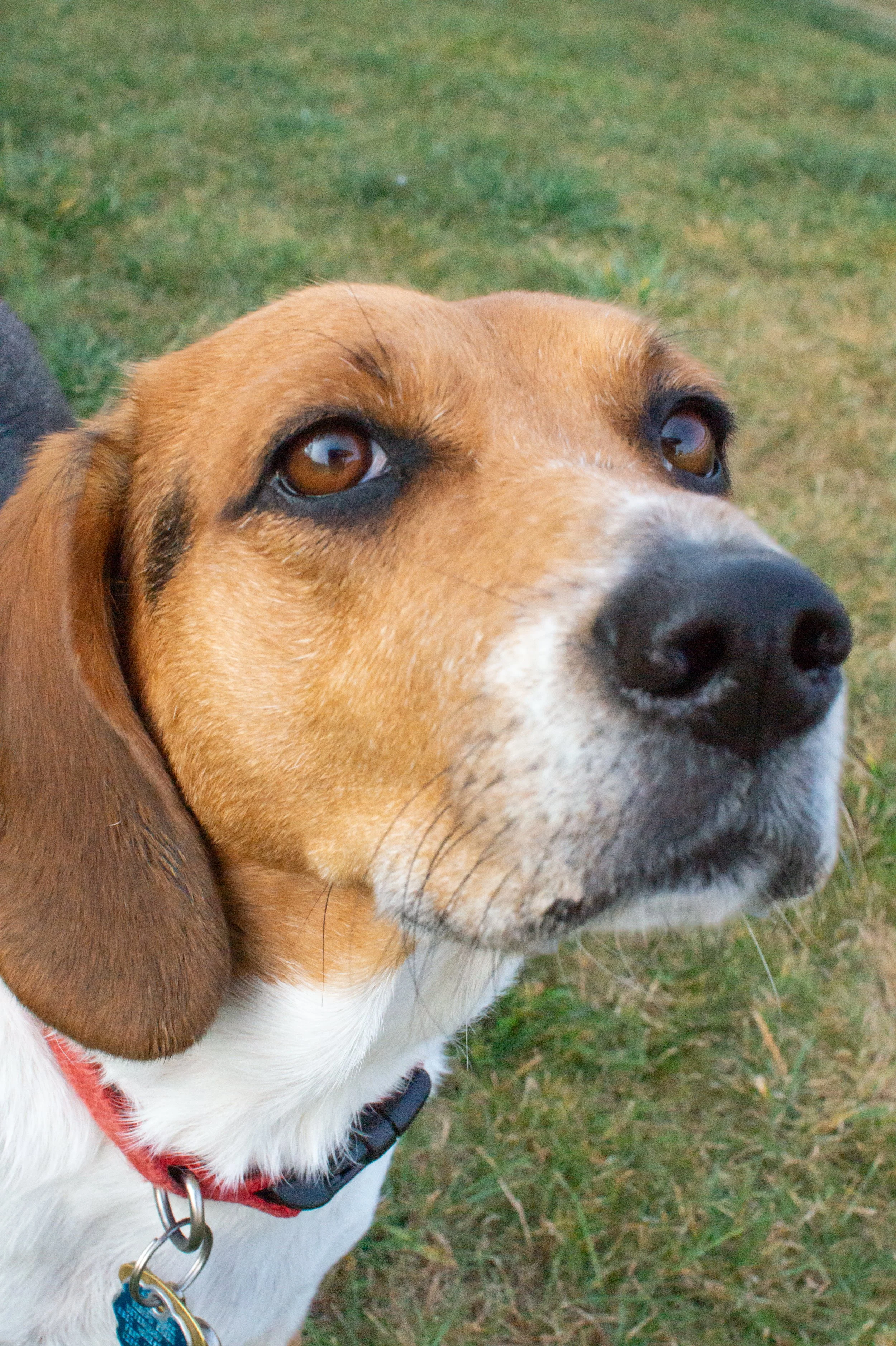 beagle basset mix dog is photographed in a fort wayne grassy park with the dog's nose coming toward the camera up close
