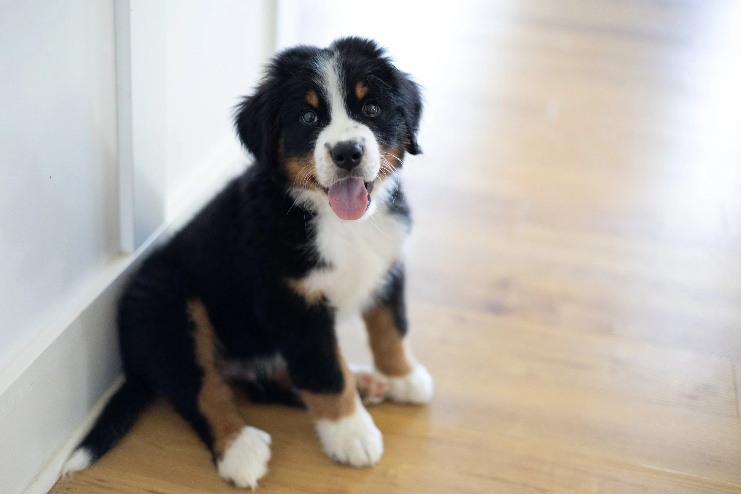puppy bernese mountain dog smiling at the camera candidly at a home in fort wayne
