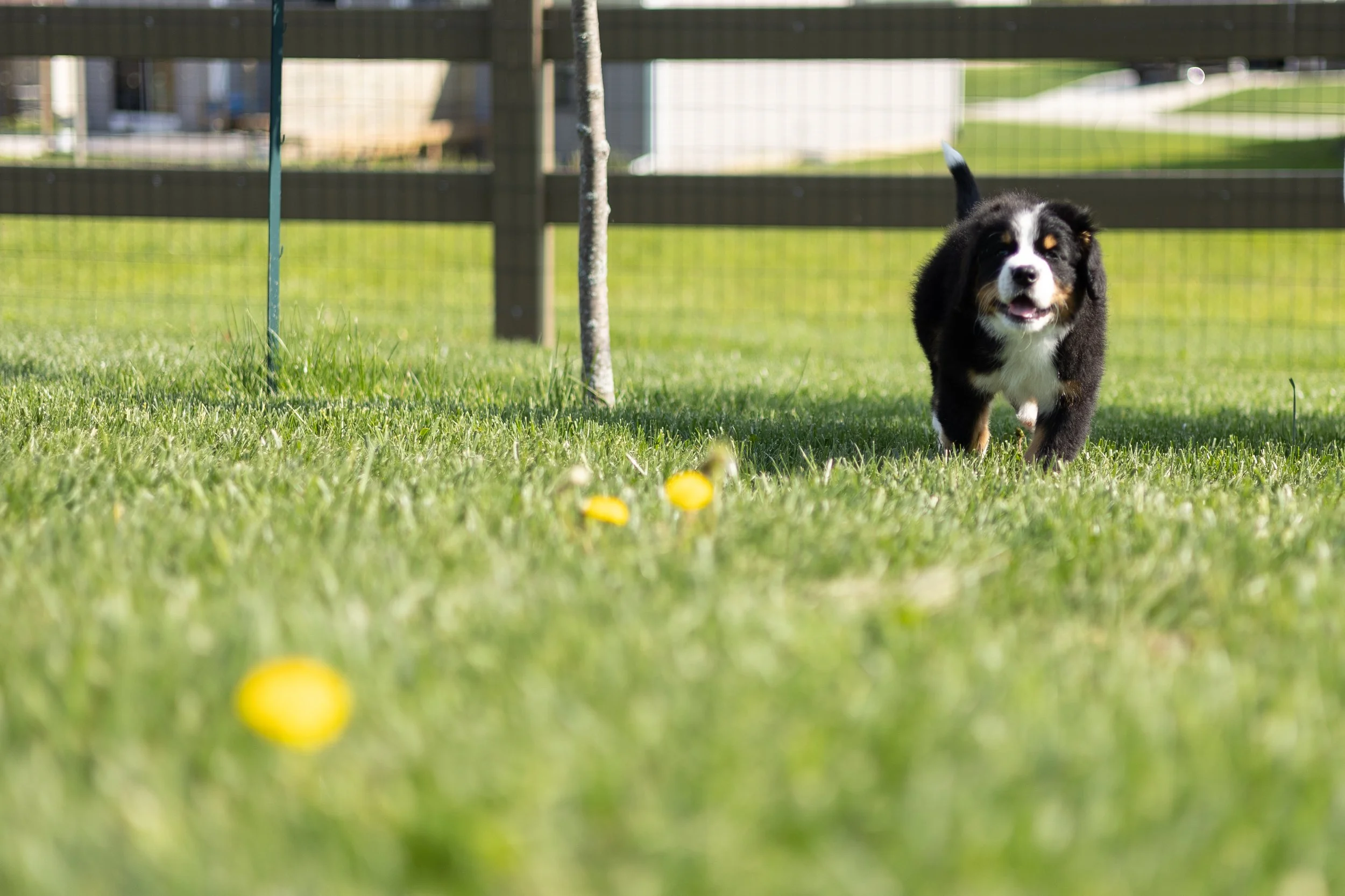 puppy running through grass in fort wayne photographed with yellow flowers in the foreground