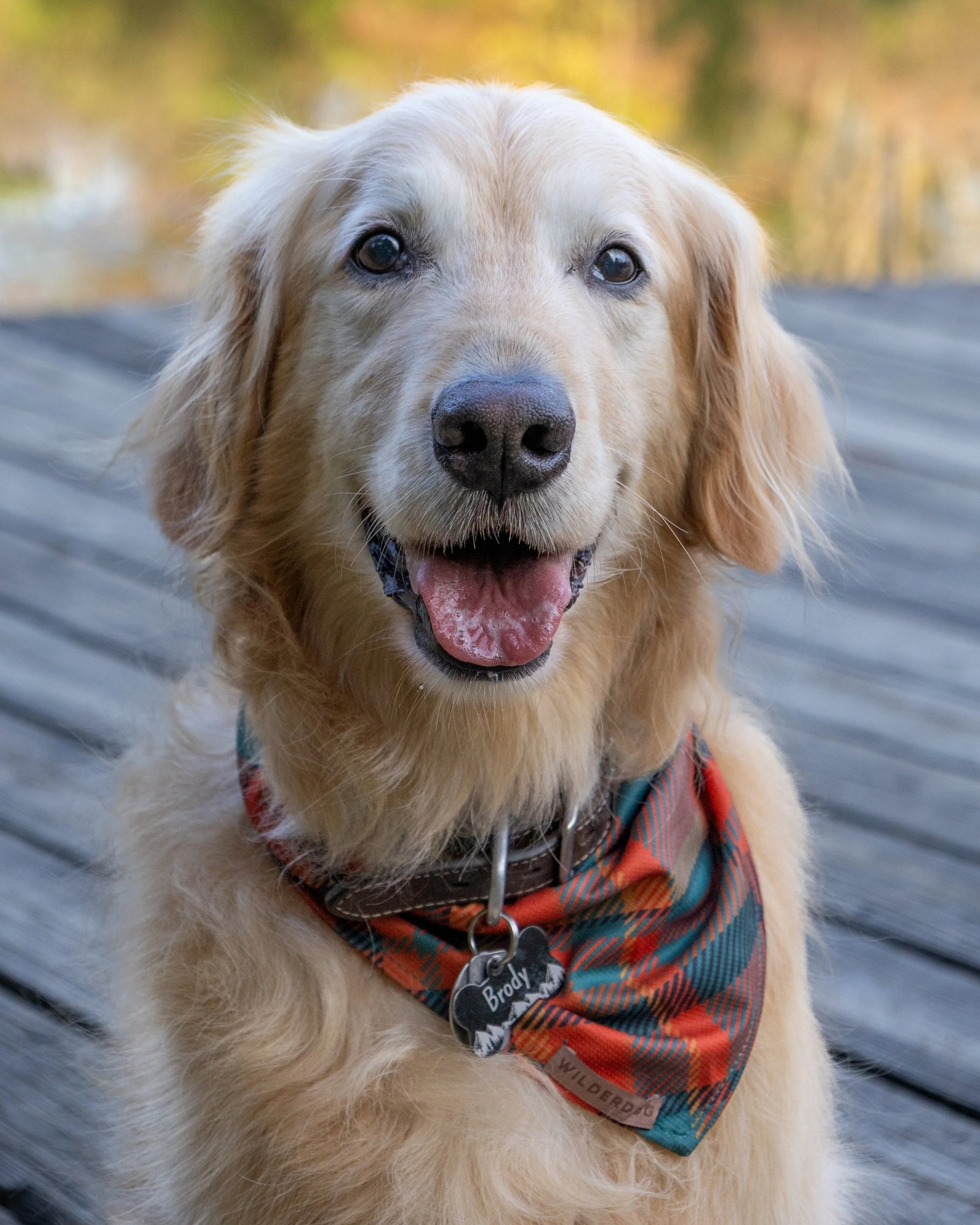 Golden Retriever photographed close up and looking at the camera sitting down at a dock at Homestead in fort wayne wearing a bandana