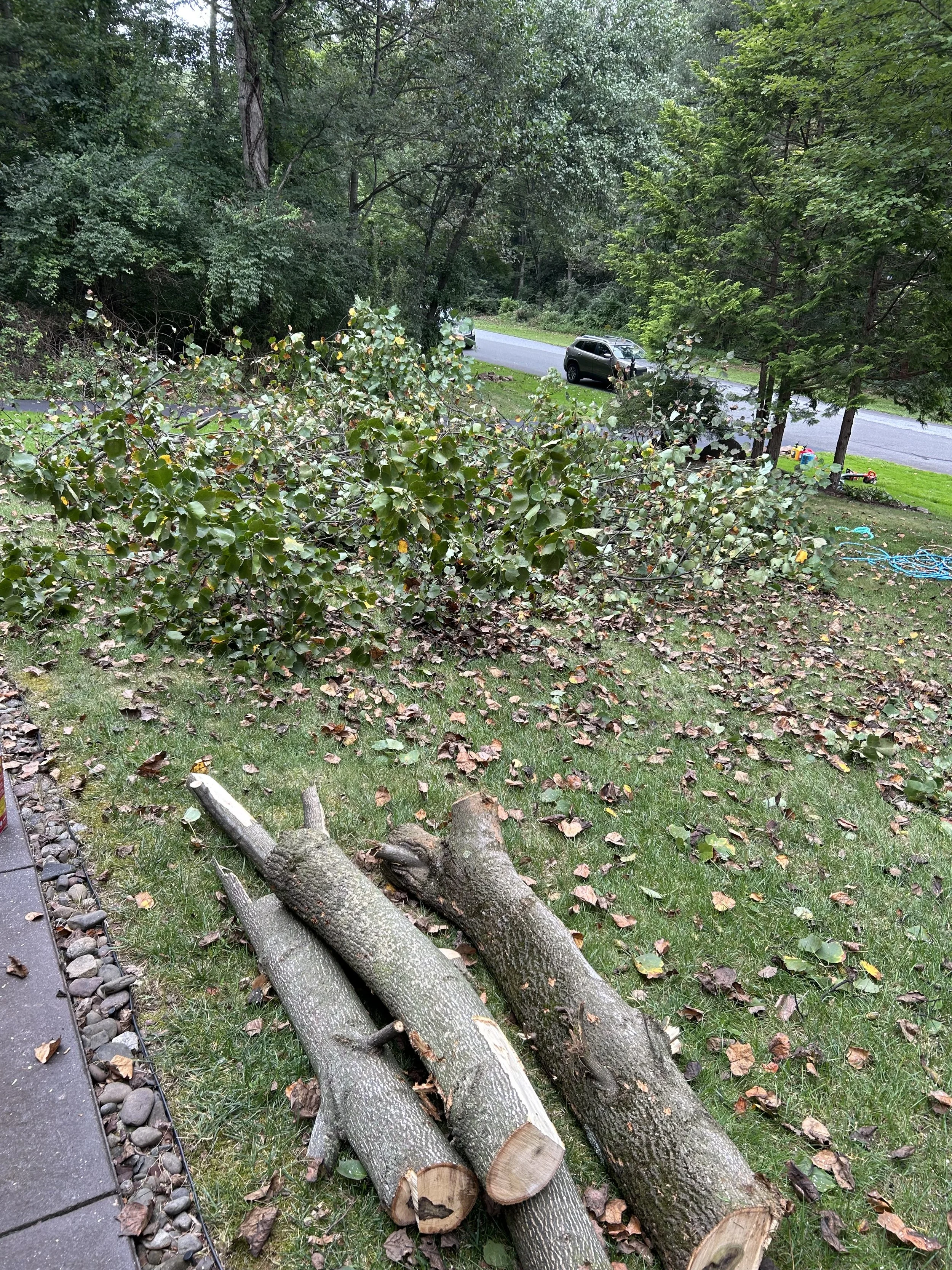 fallen tree branches on the grass in a yard with a shrub, trees, and parked cars in the background.
