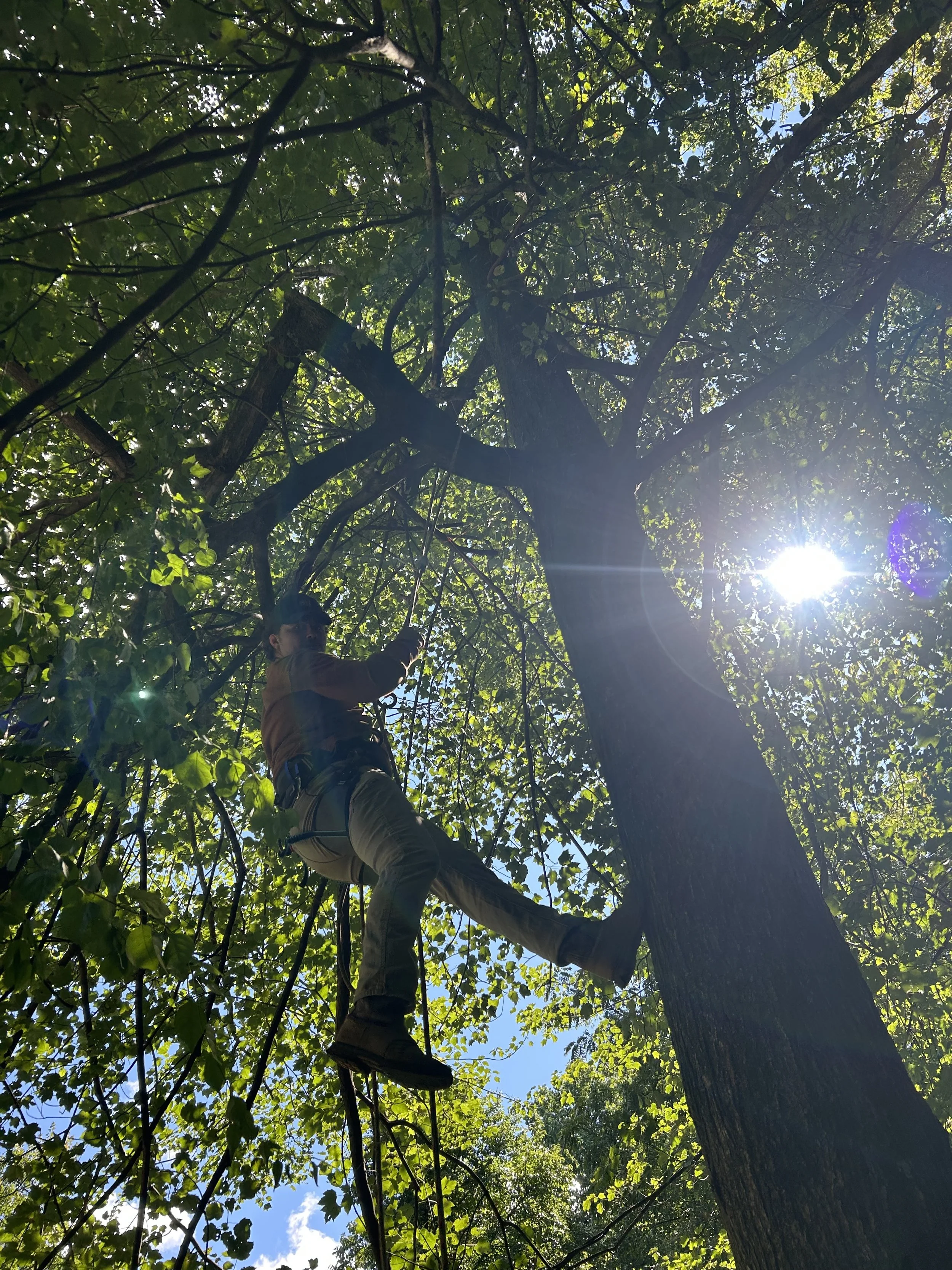 A person climbing a tall tree using ropes, surrounded by green leaves with sunlight shining through the branches.