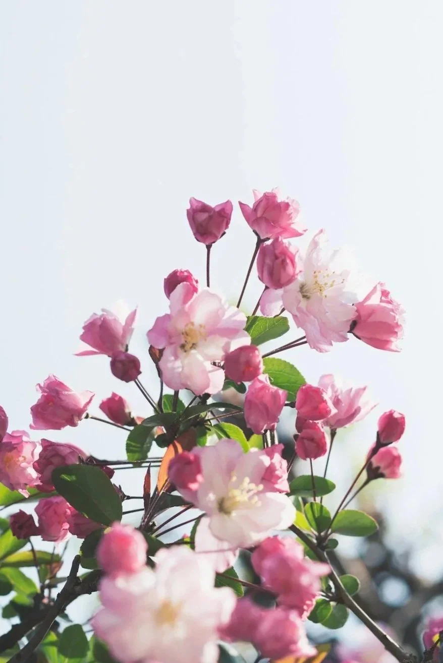 Nahaufnahme von pinken Blüten und Knospen an einem Baum, mit grünen Blättern, vor hellem Himmel.