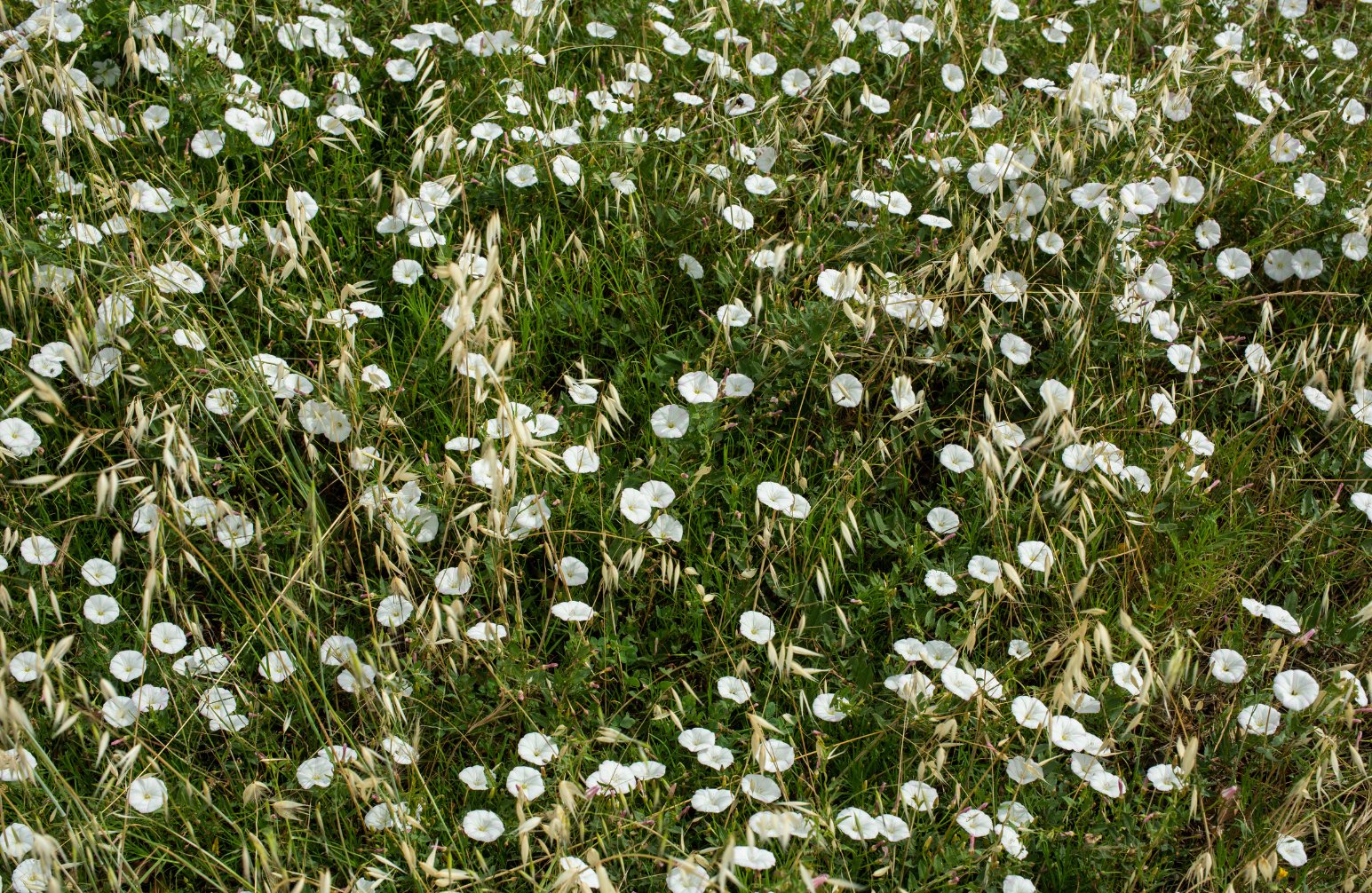 white-flowers.jpg