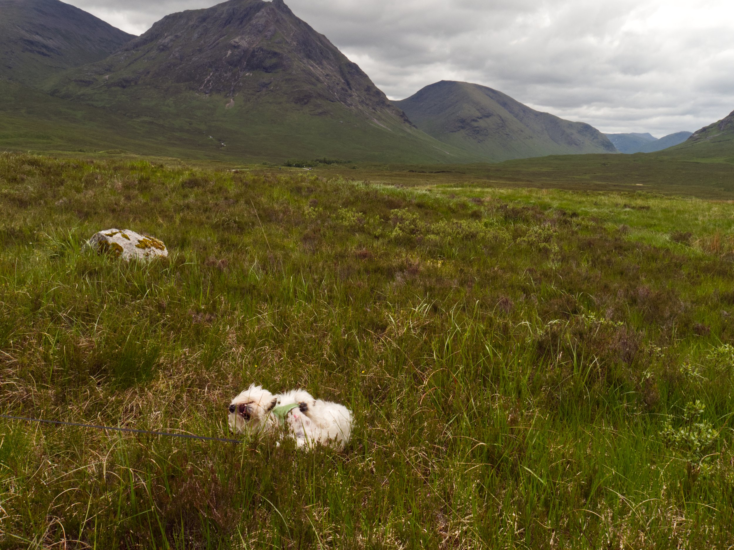 Glencoe11.jpg.jpg