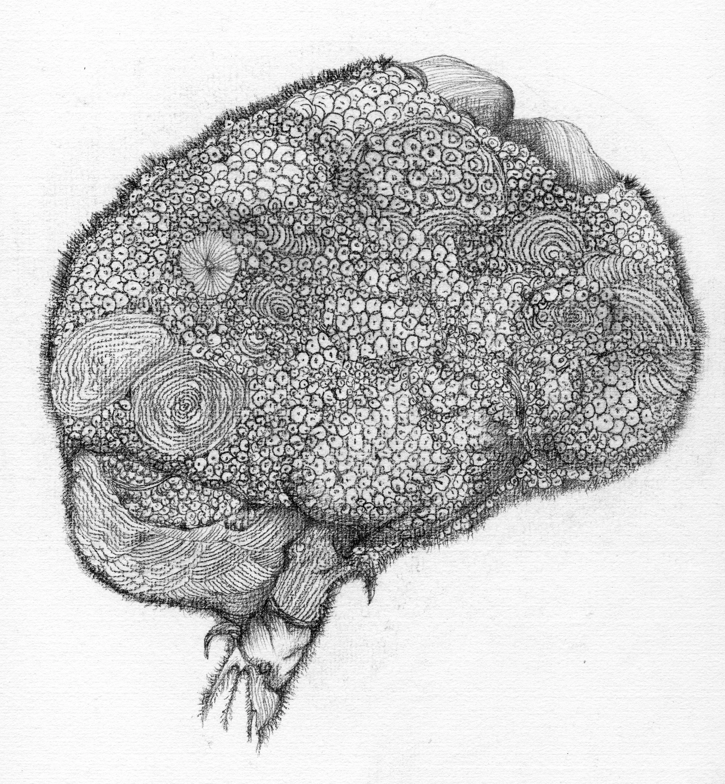 Brain Fog 1 (腦霧)