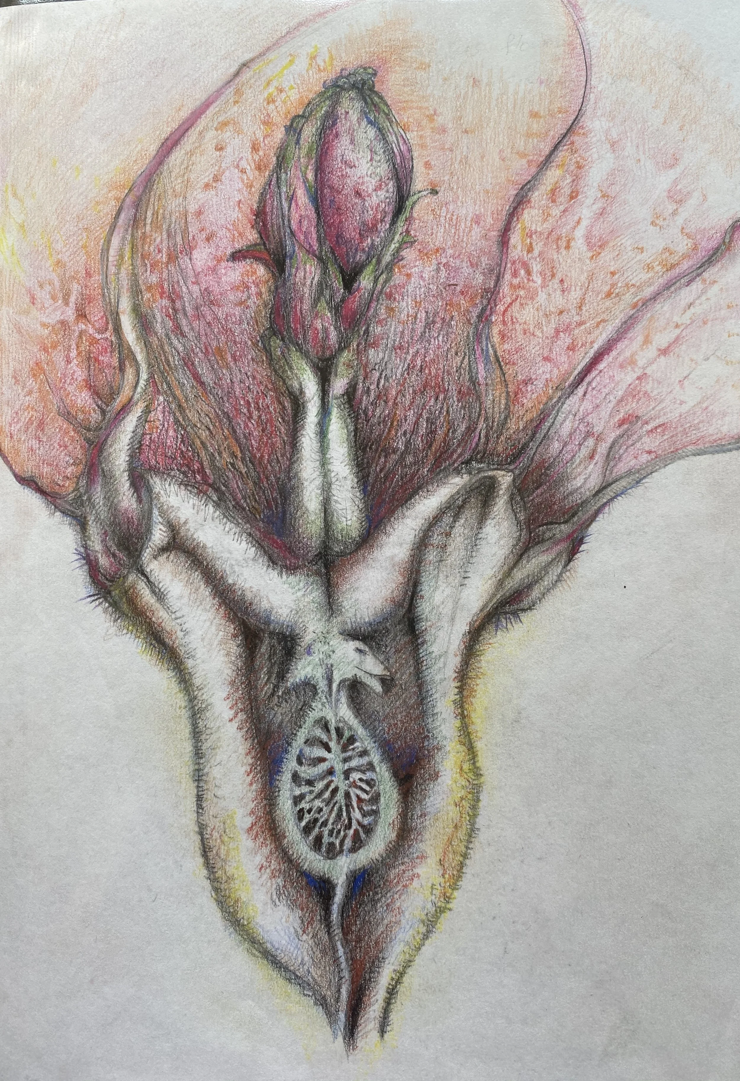 Lycoris Radiata 2 (曼殊沙華)