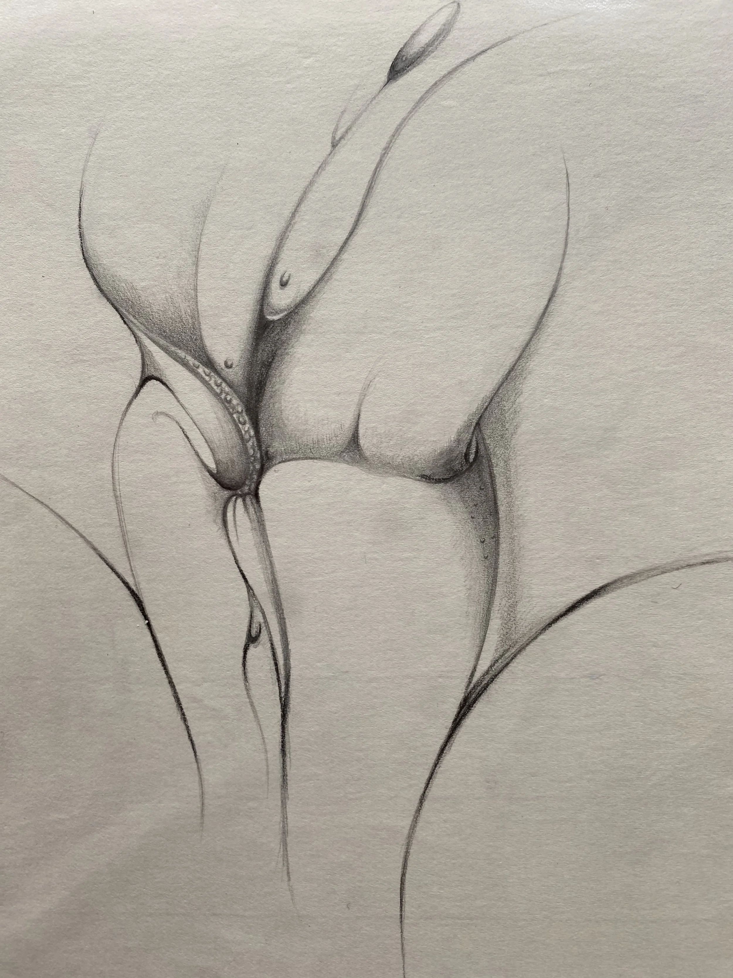 It is not a Lily (這不是水仙)