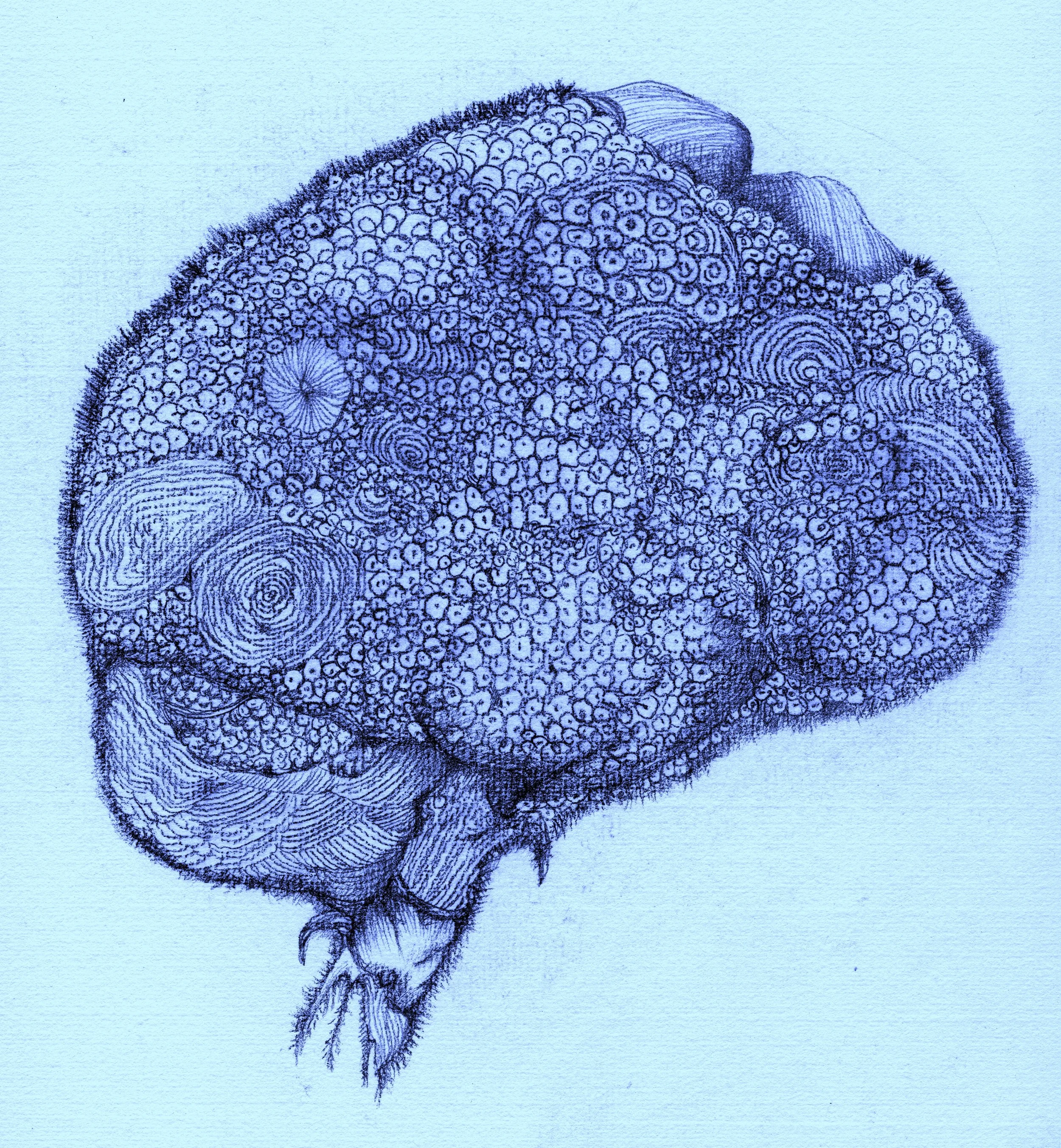 Brain Fog 3 (腦霧)