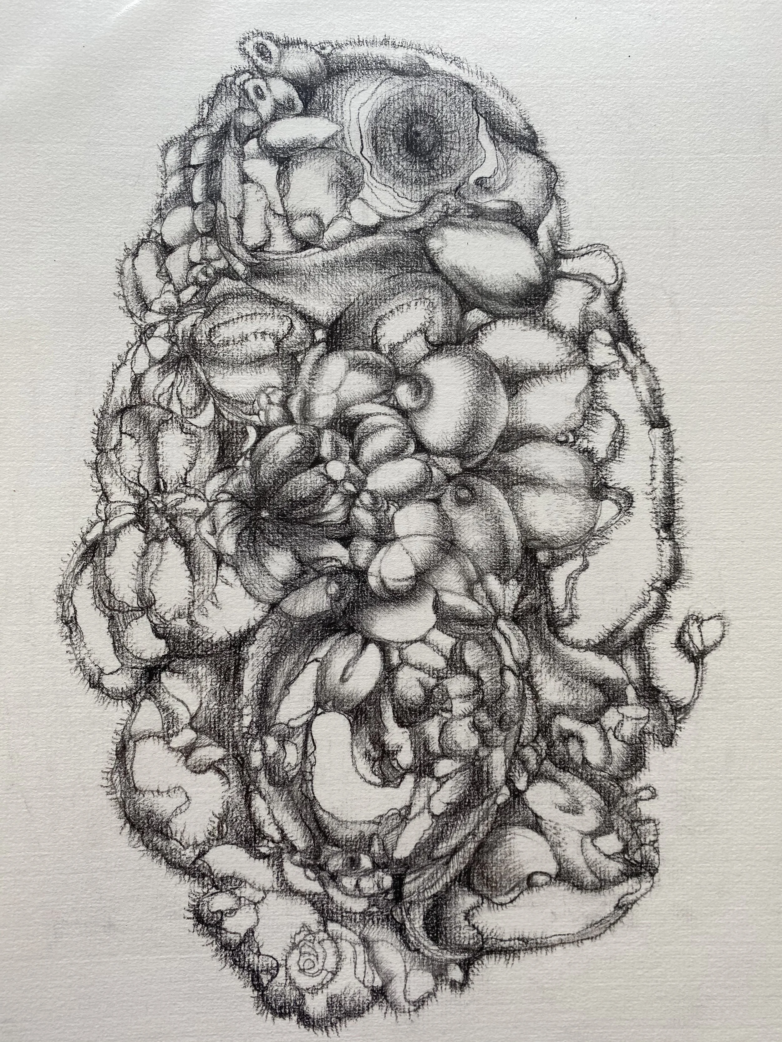 Anabolism (同化狀態)