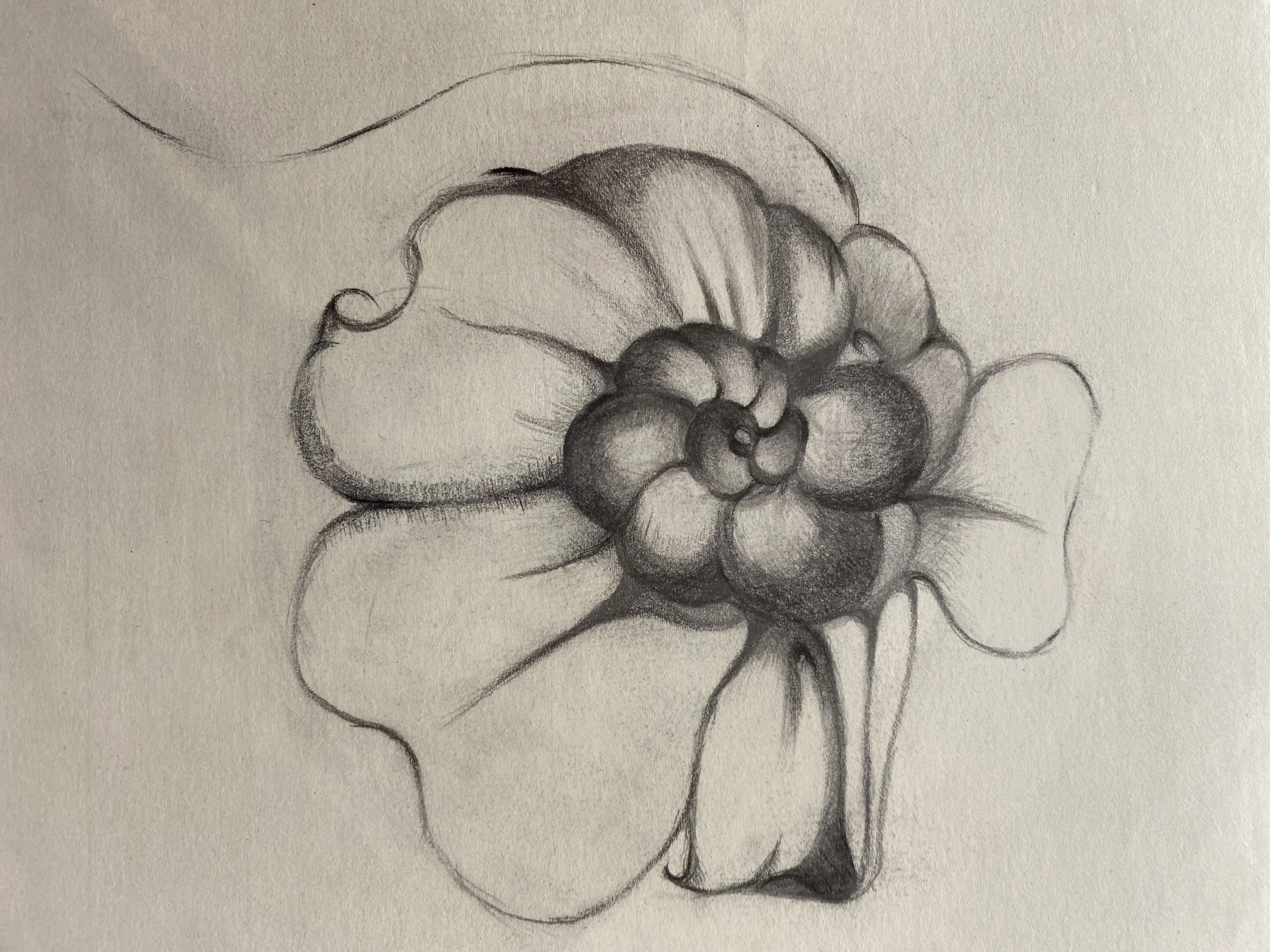 It is not a Pansy (這不是公堇)