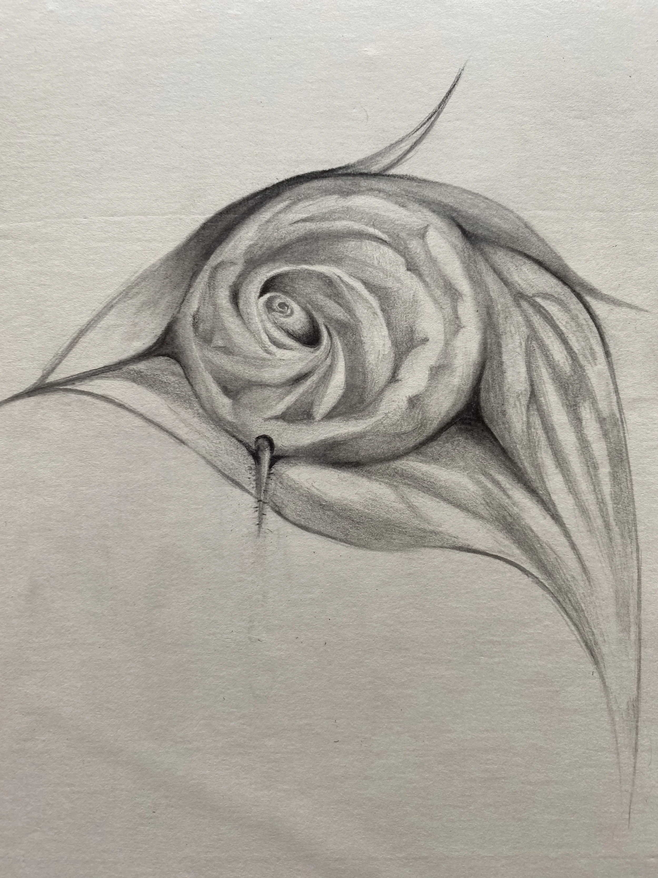 thorn bird 1 (刺烏)