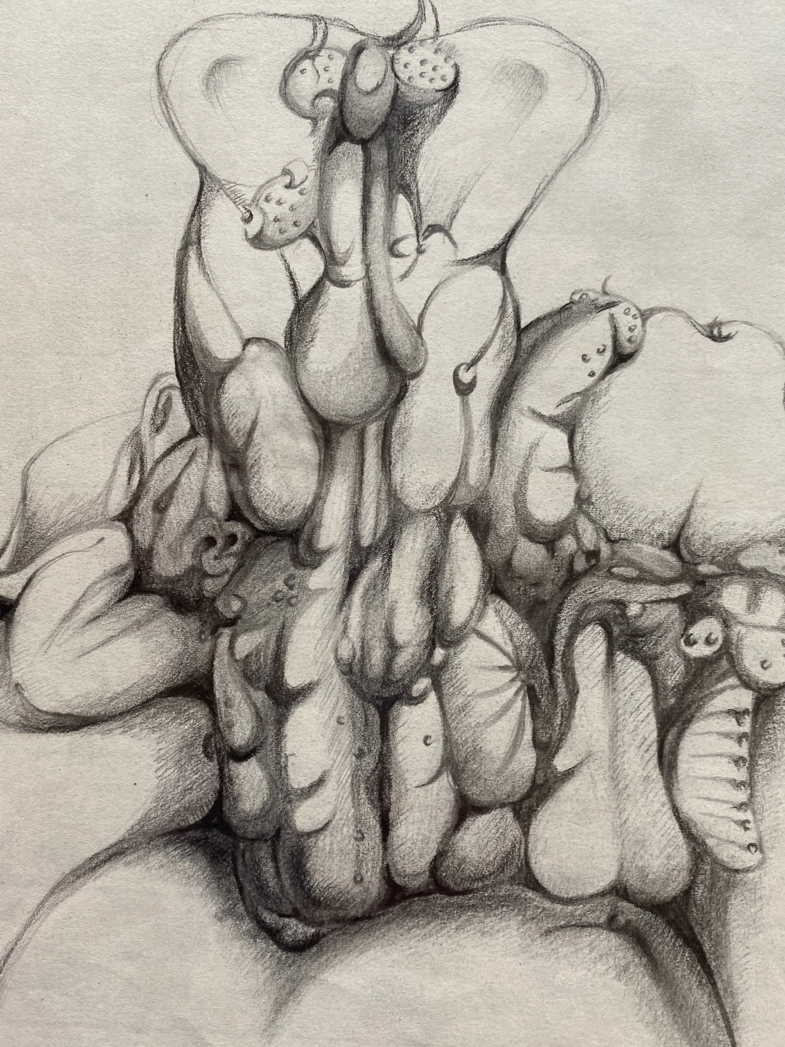 Mutualism (互利共生)