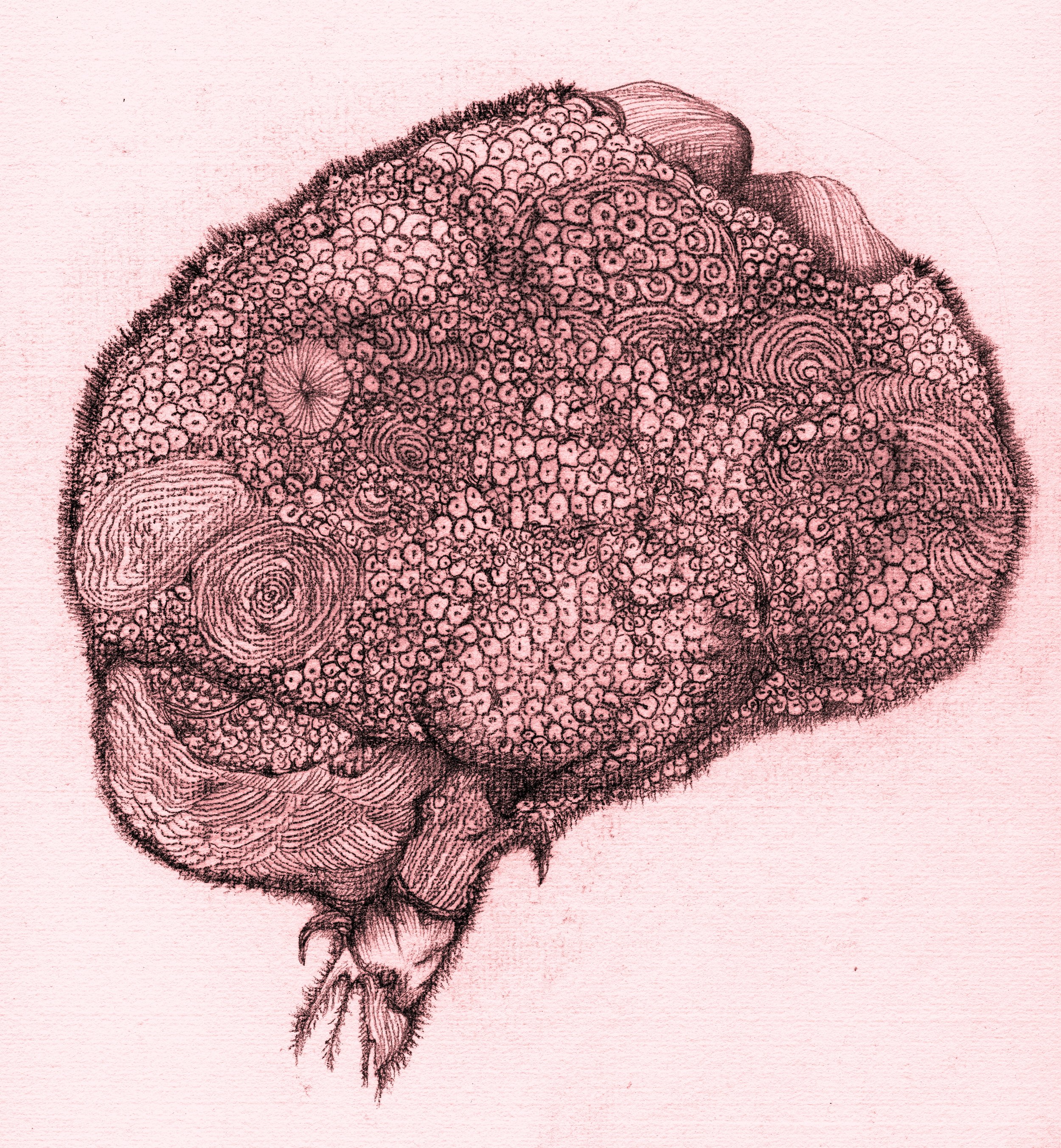Brain Fog 5 (腦霧)