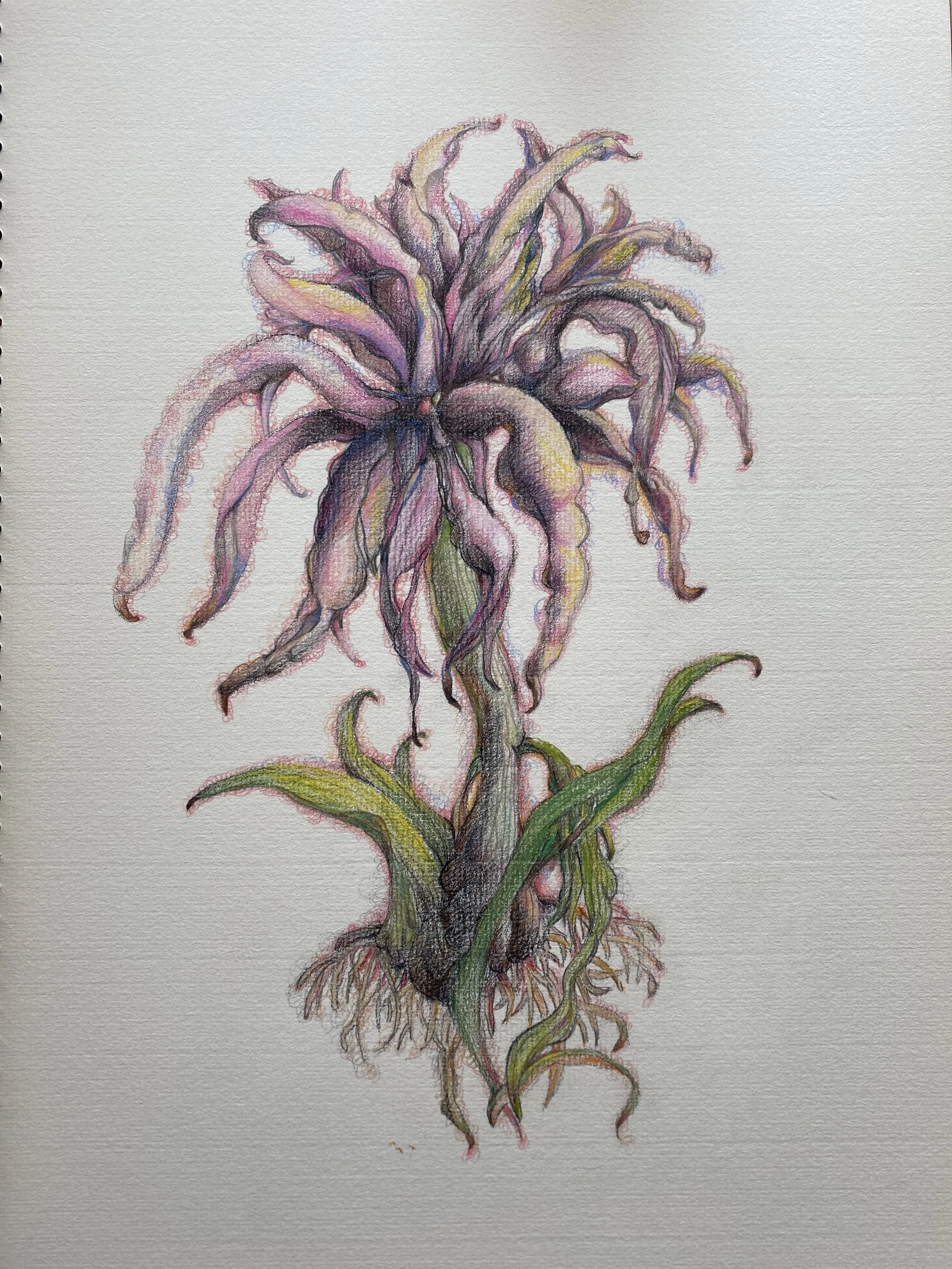 Lycoris Radiata 1 (曼殊沙華)