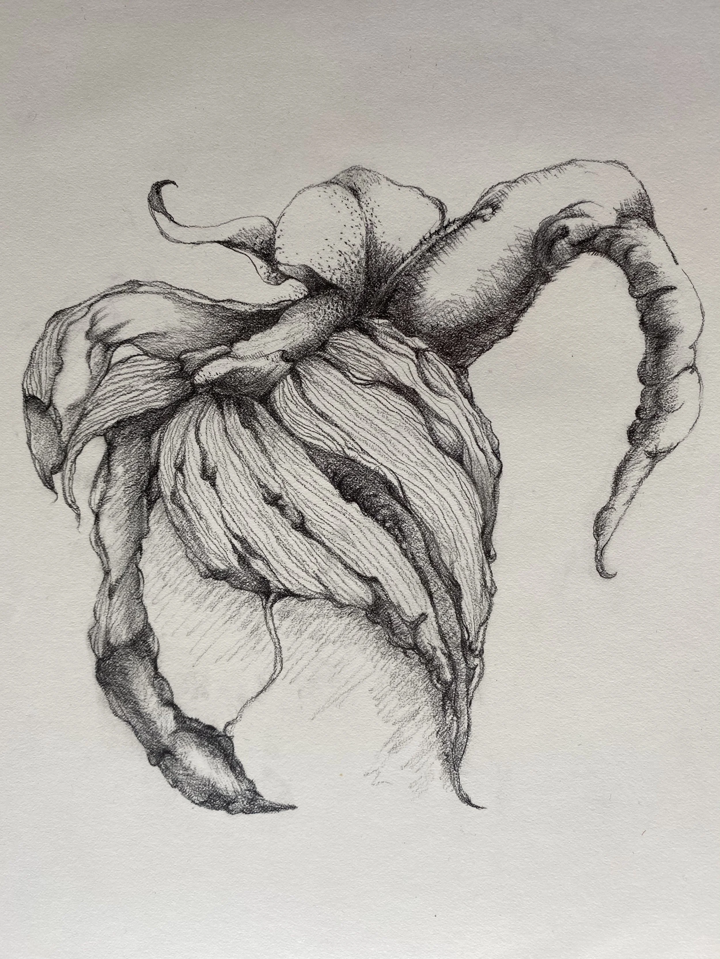 Thanksgiving Cactus (蟹爪蘭)