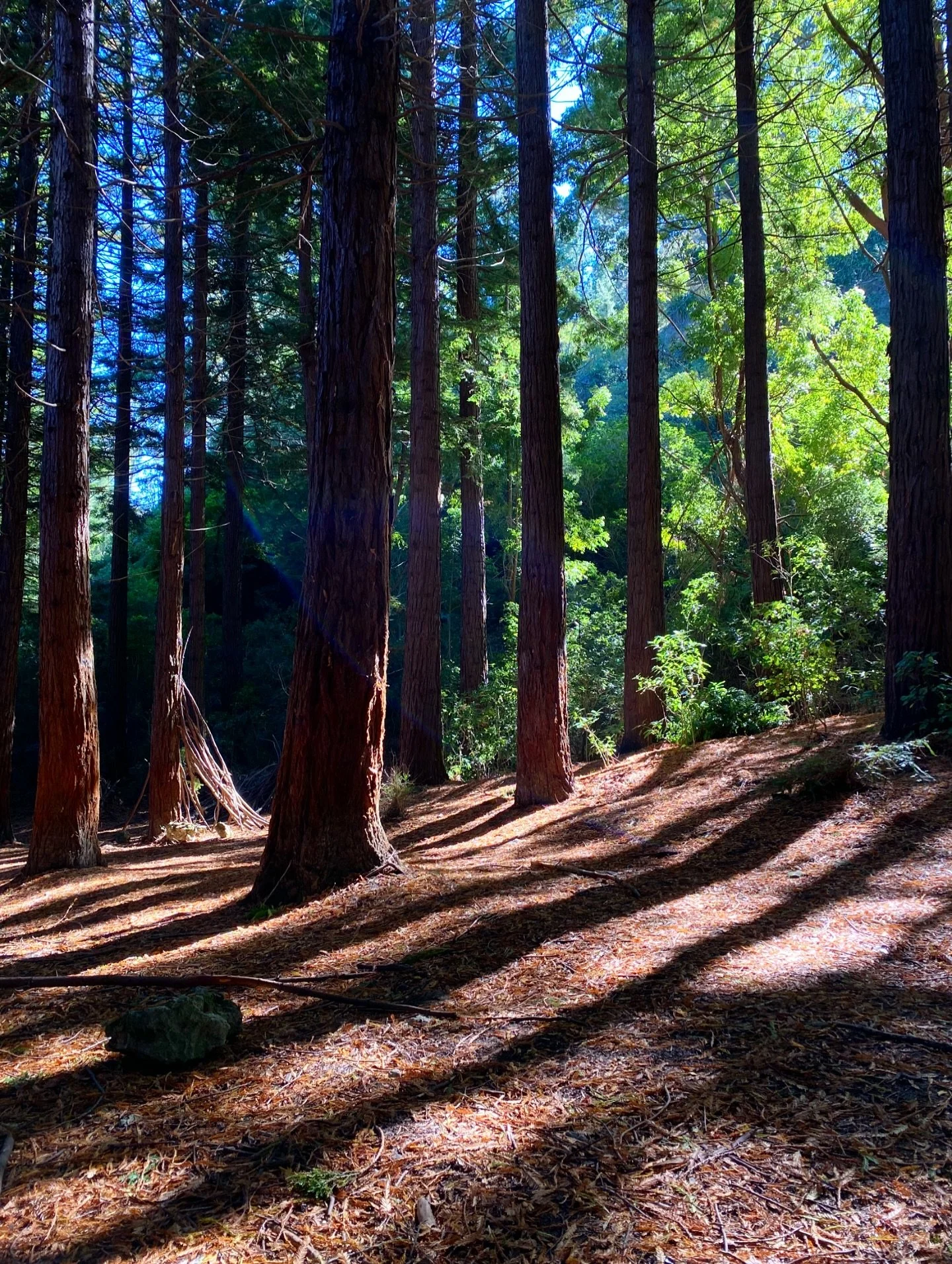 The &lsquo;little&rsquo; Redwoods. 

There are lots of natives and exotic trees in Te Mata Park and I LOVE THEM ALL! They all have a different vibe and gift they bring. 

These dudes are in a gentle valley that forms wee streams during rain. Its posi