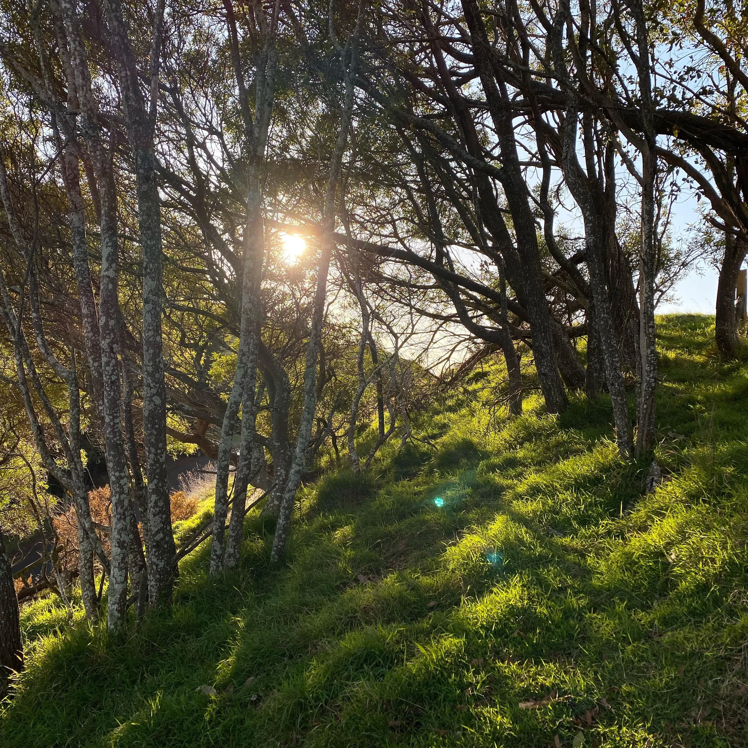 I got 107 hectares to roam but normally just end up max a km from home coz I have many secret spots l like to loiter in. 

Here, the grass is soft, the trunks are spindly, the lichen is taking over and the light delightfully dapples. 

Heaven 🩵