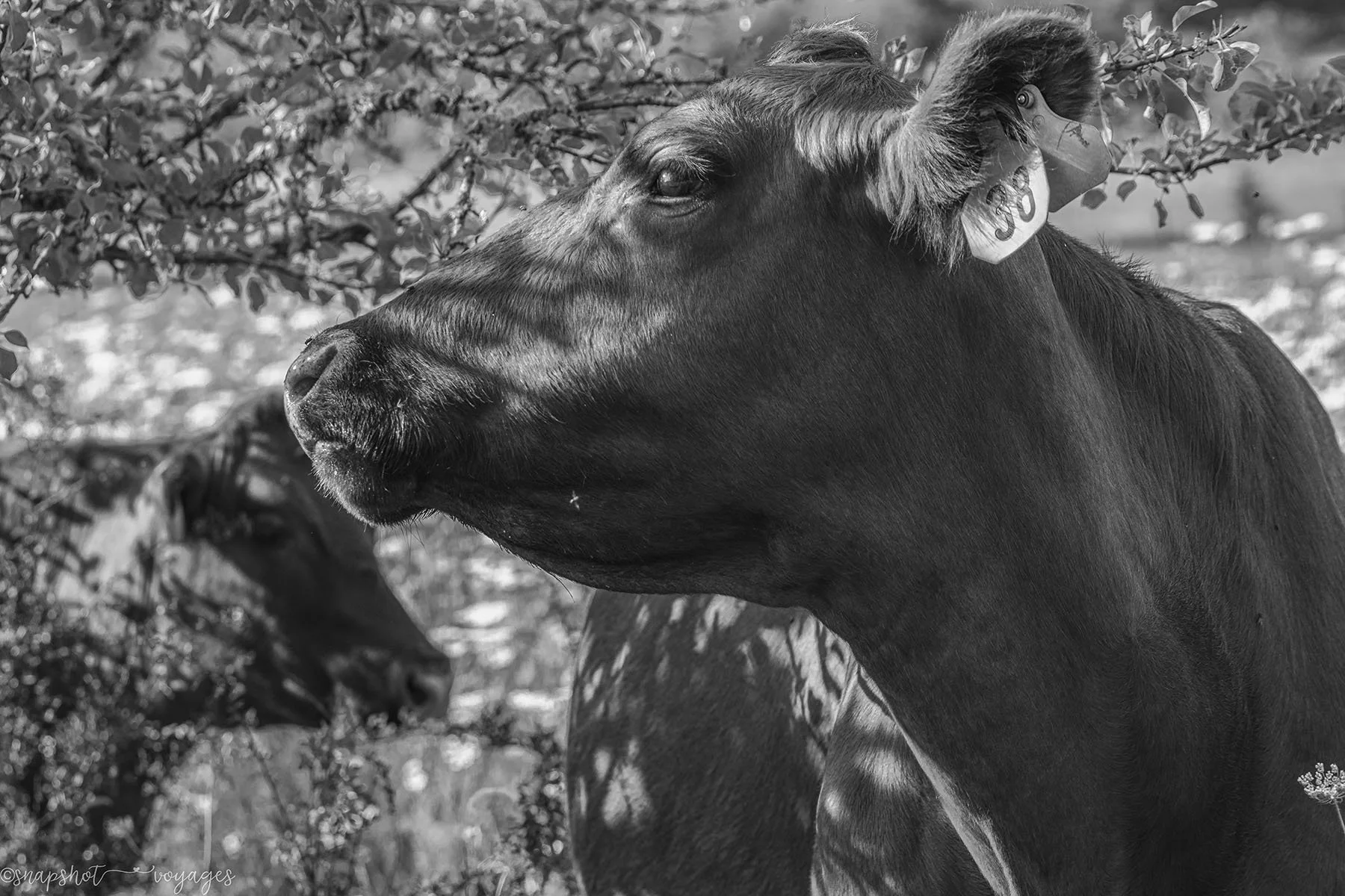 Among the Pasture_2025_ArchivalInkjetPrint_Ferris.jpg