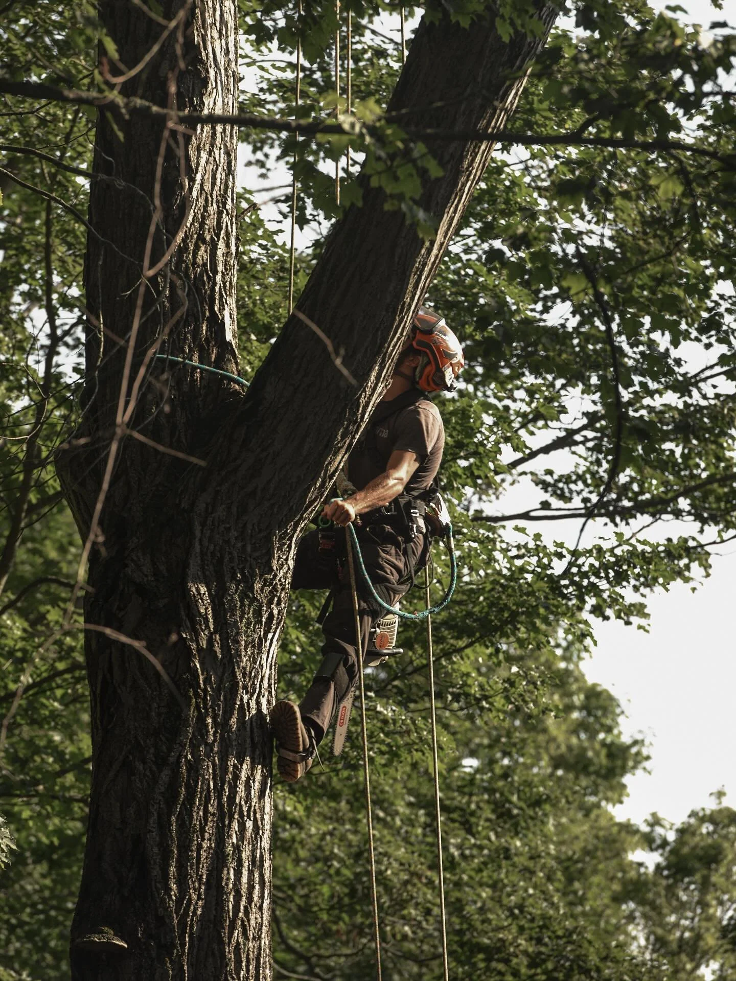 Tree Fellers 🌲
.
One of my favorite things about doing Jiu Jitsu is meeting people that do allll crazy kinds of things! Turner happens to be a tree feller and displays fearless confidence as he spends his days climbing up (and chopping) massive tree