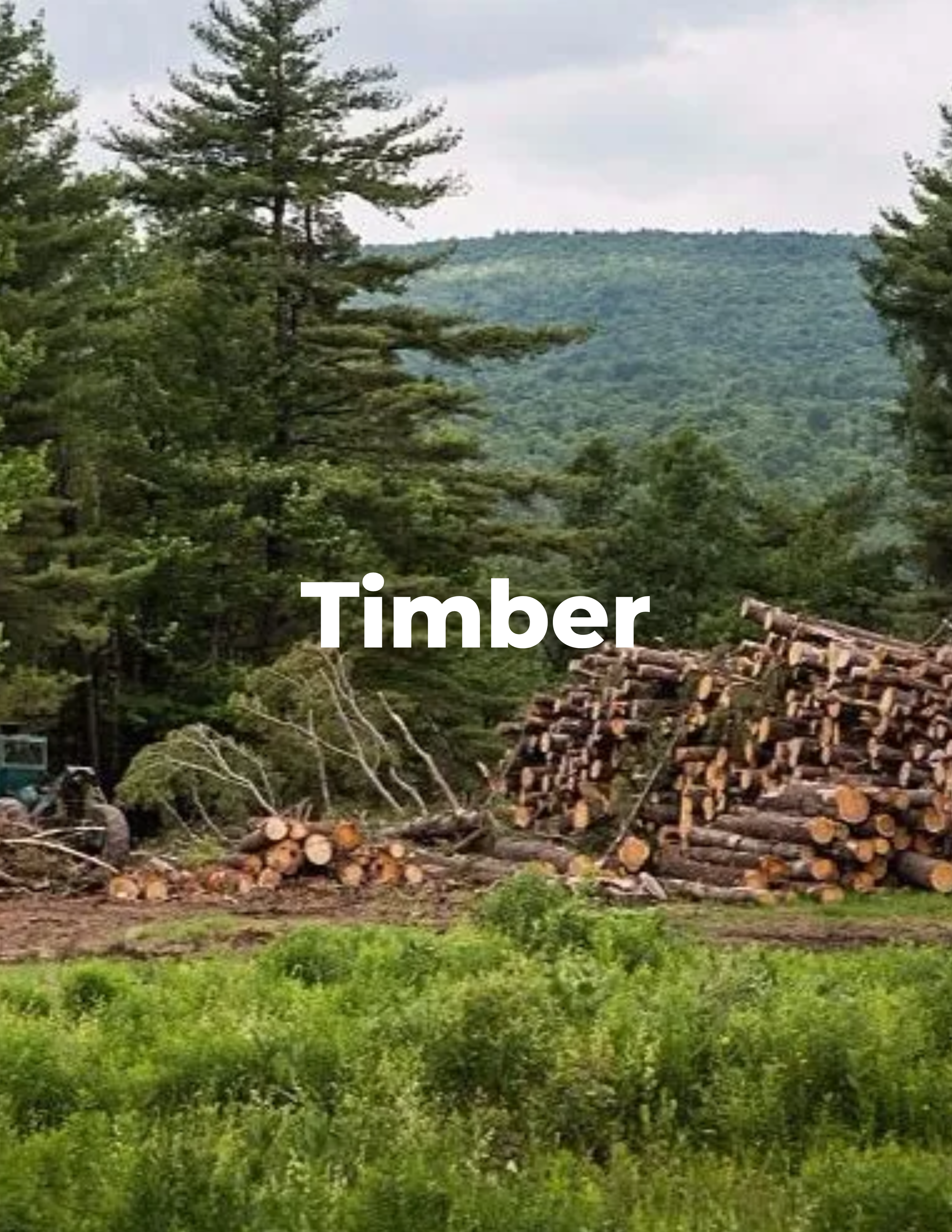 Timber