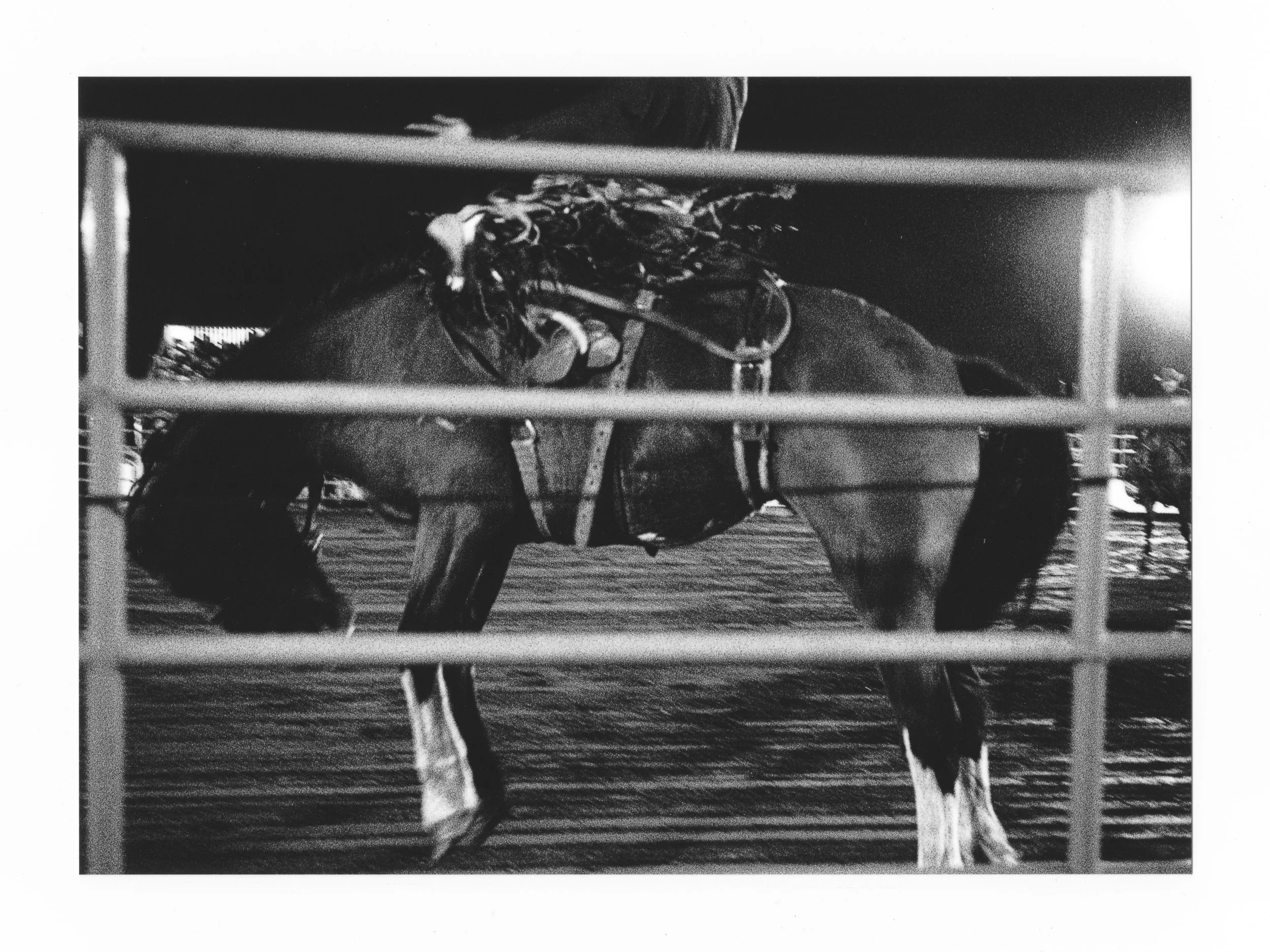 Bronco Buster - 5x7 Fine Art Print