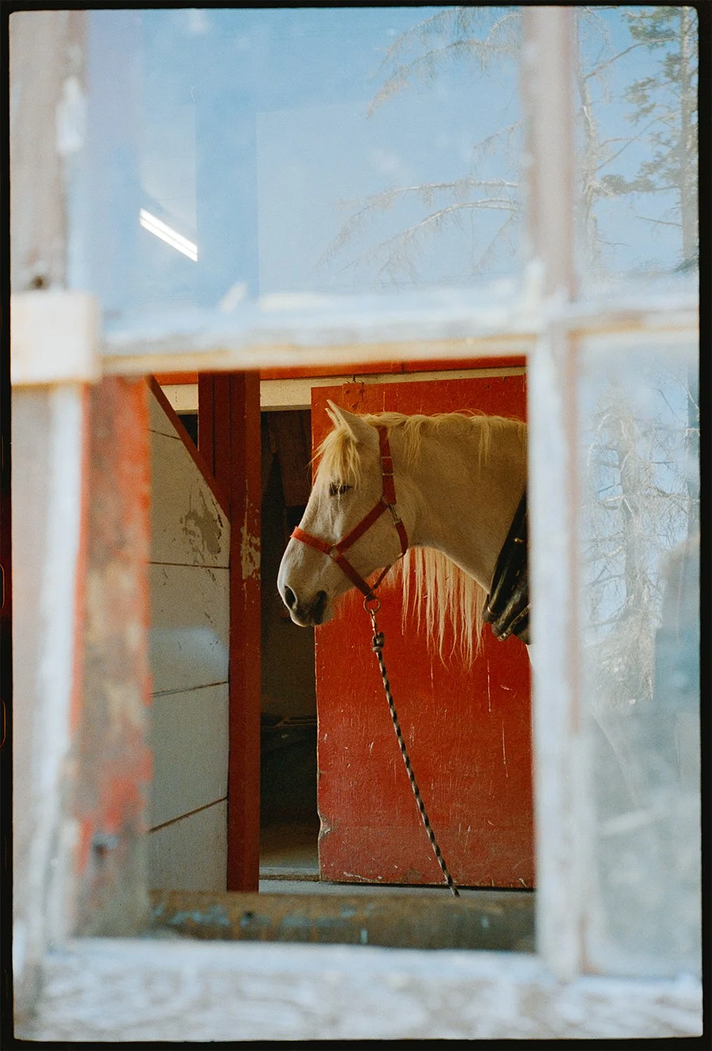 A white horse with a red halter, standing inside a barn, viewed through a weathered window on 35mm film leica m6