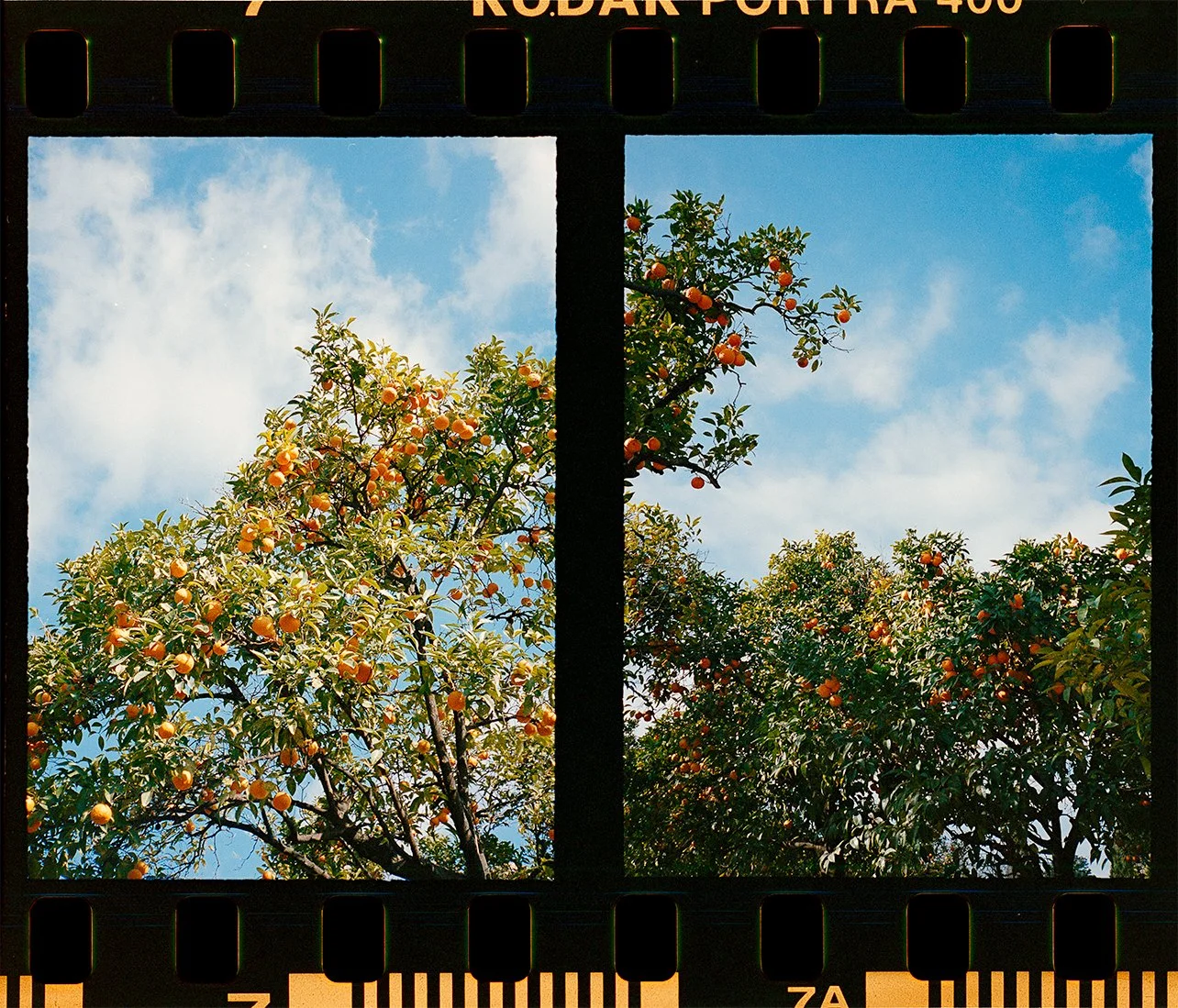 Fine art print of orange trees on Palatine Hill in Rome on 35mm film Pentax 17