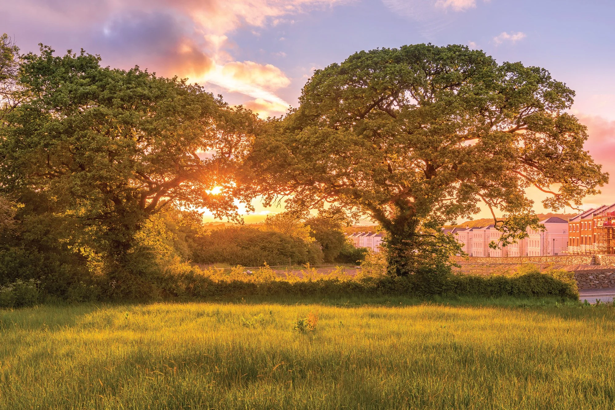 A scenic view of a grassy field with two large trees during sunset, with a row of white and brick buildings in the background and a partly cloudy sky.