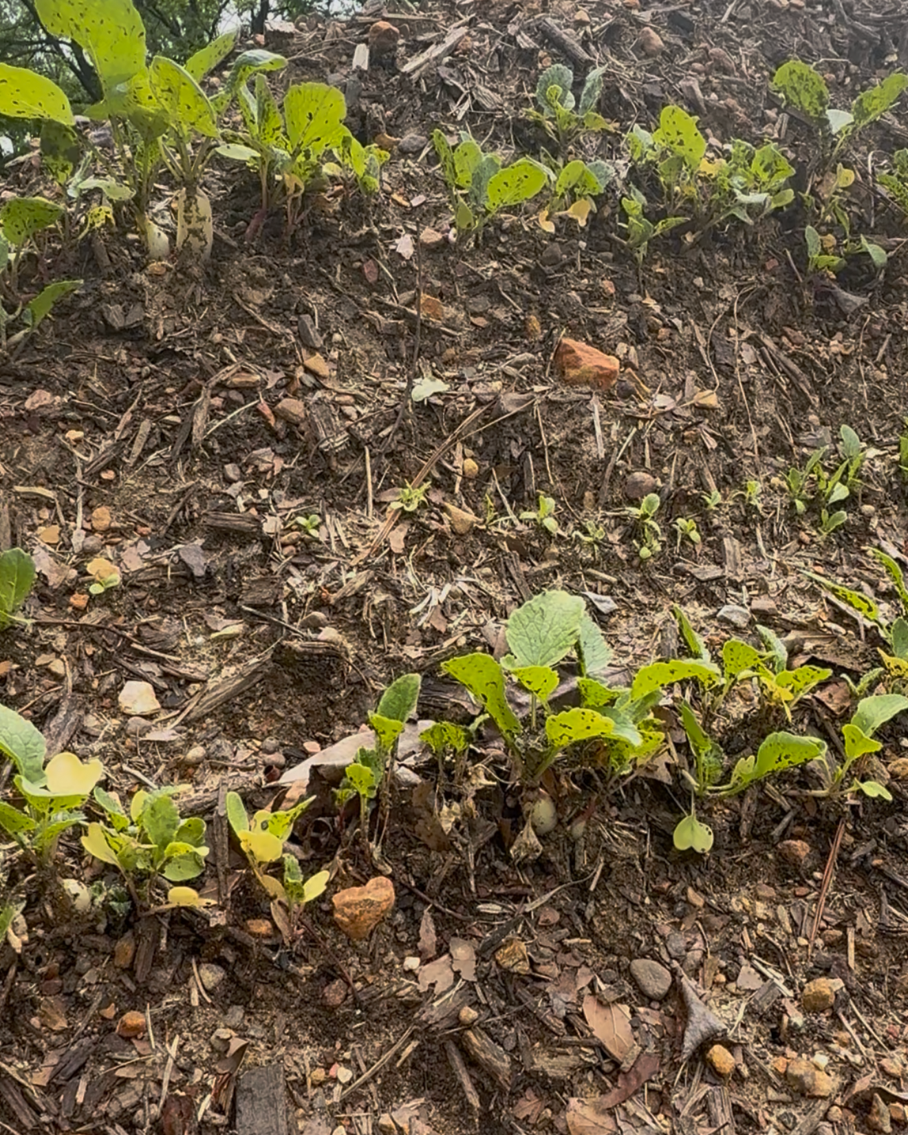 Radish (Currently White Icicle) $3 per bunch