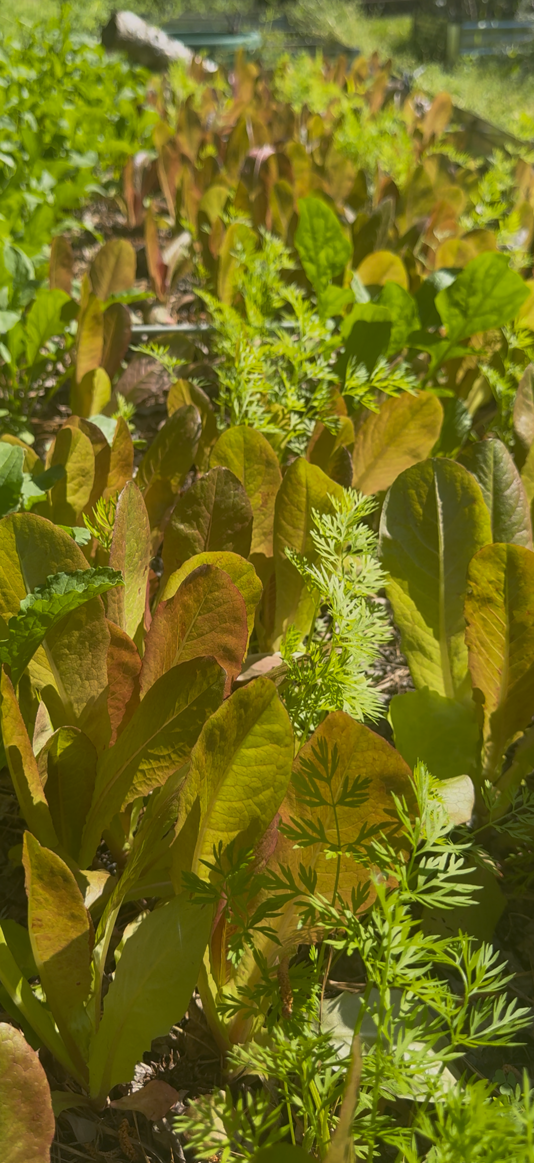 Cimmaron Lettuce - $5 Per Bag
