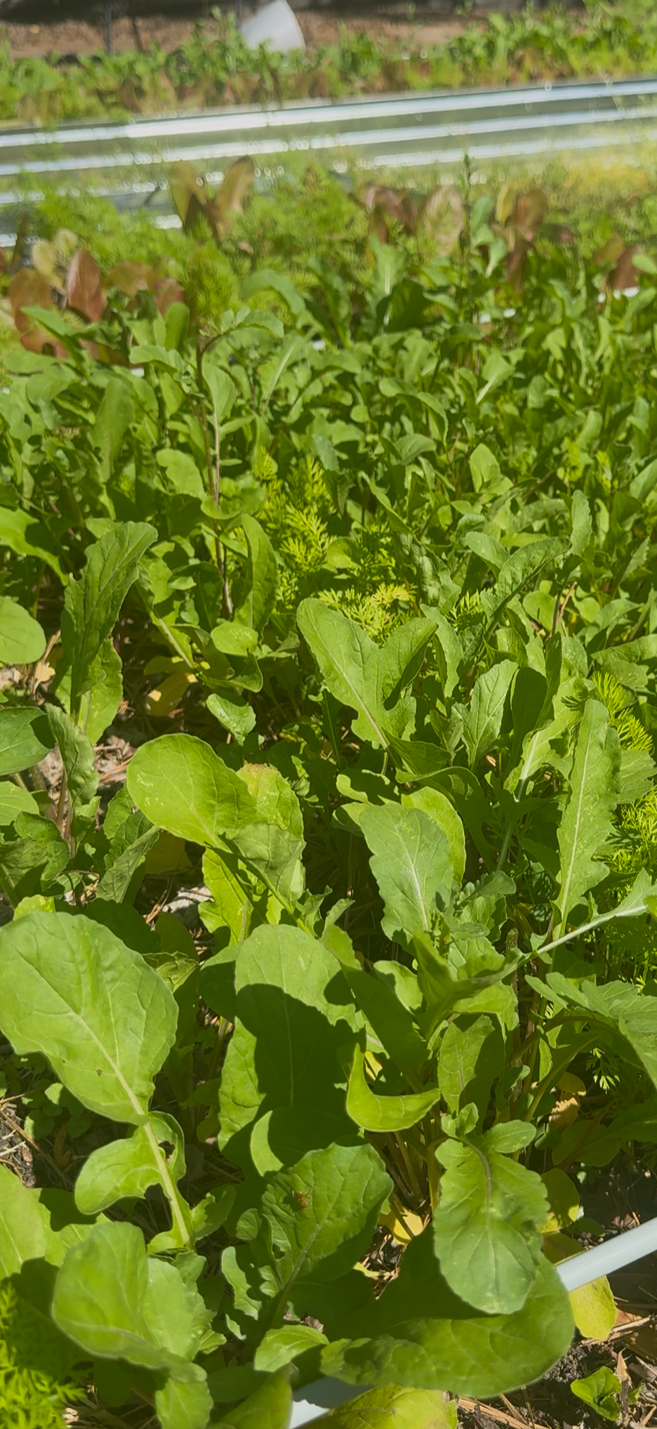 Arugula $5 per bag