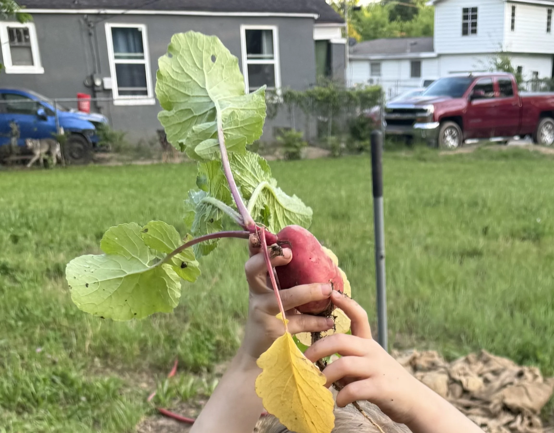 Child holding recently unearthed radish
