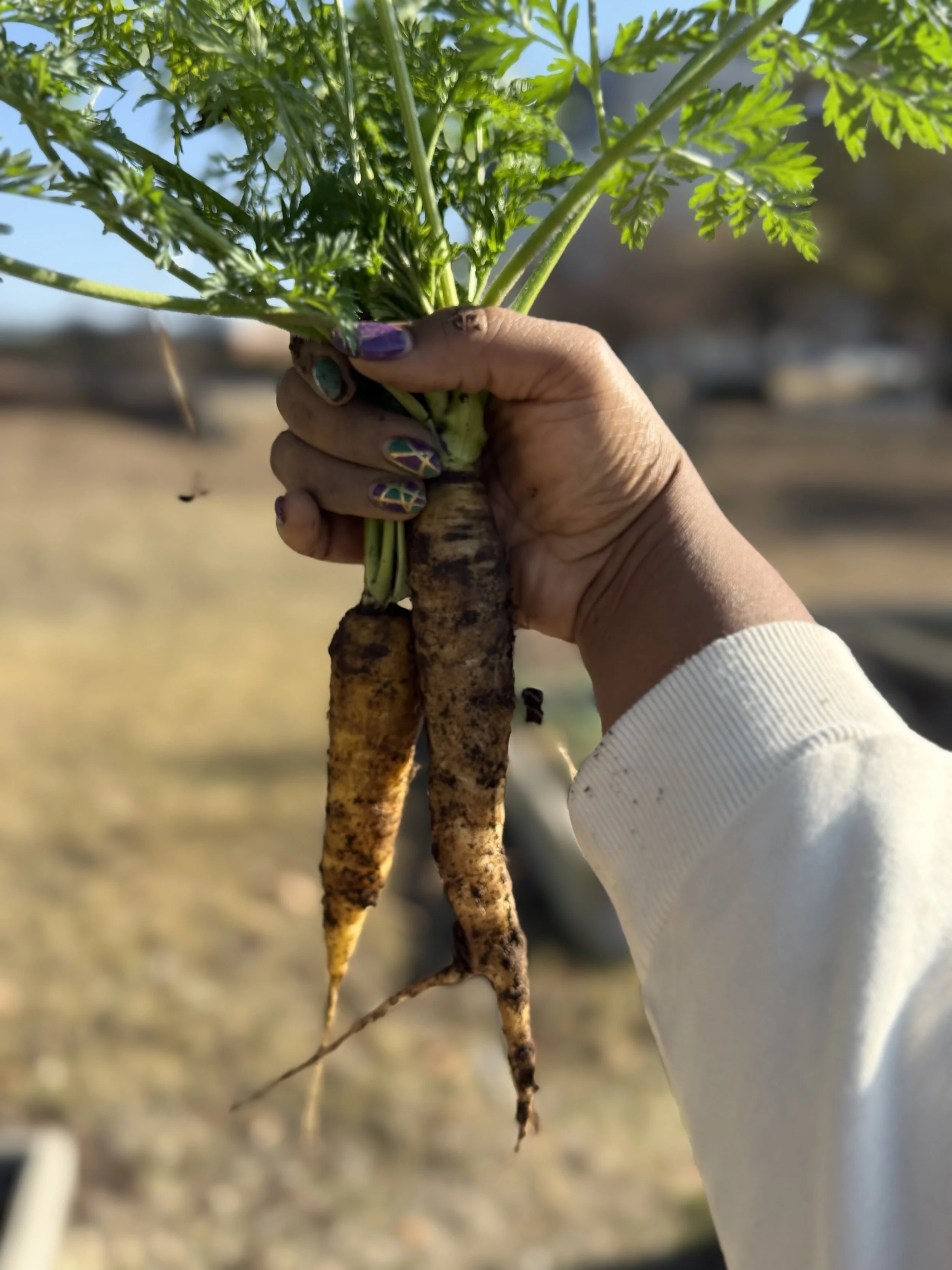 Hand holding a freshly harvested purple carrot with dirt on its root, green leafy tops, against a blurred outdoor background.