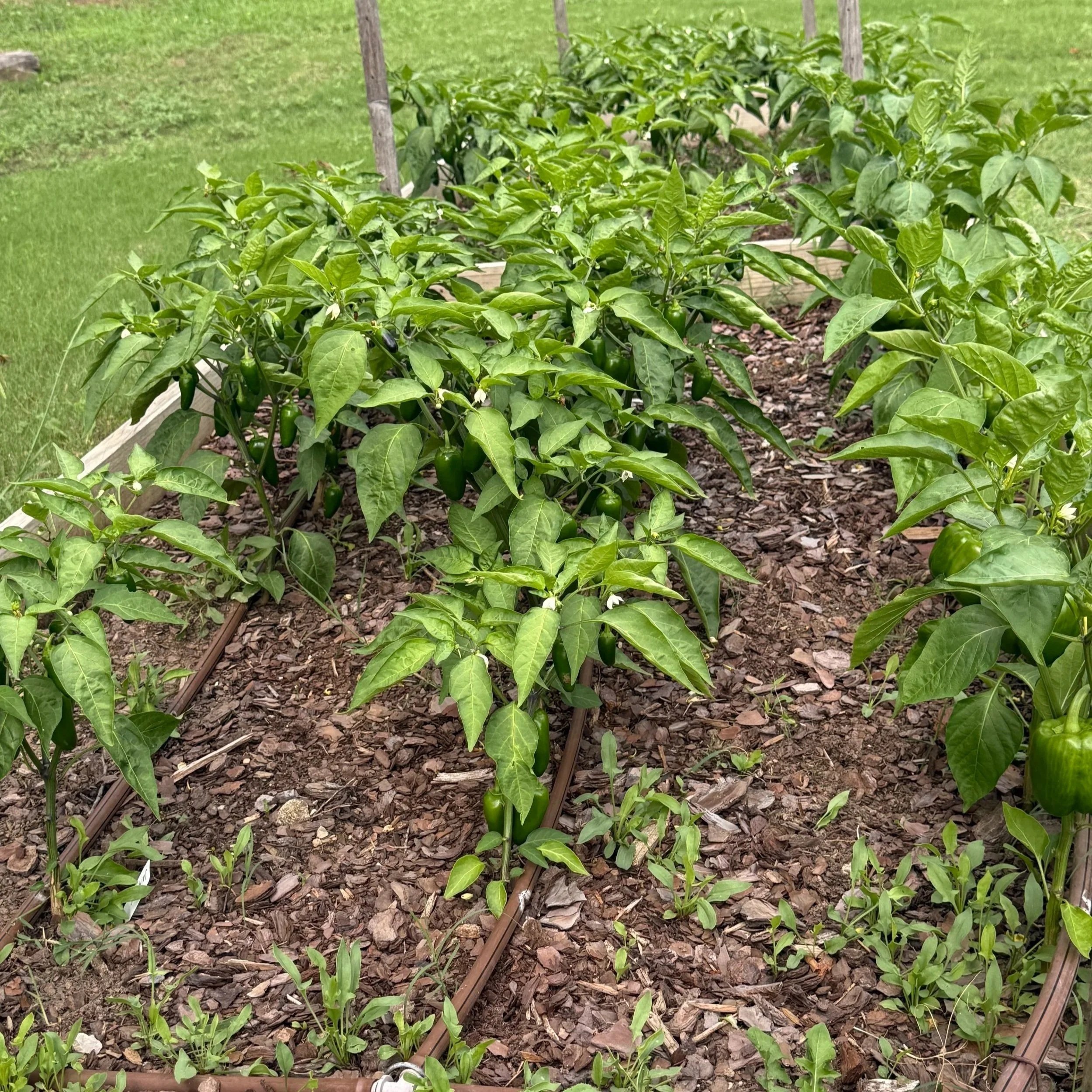 Geometric drawing of an outline square with sections divided by vertical, horizontal, and circle lines.