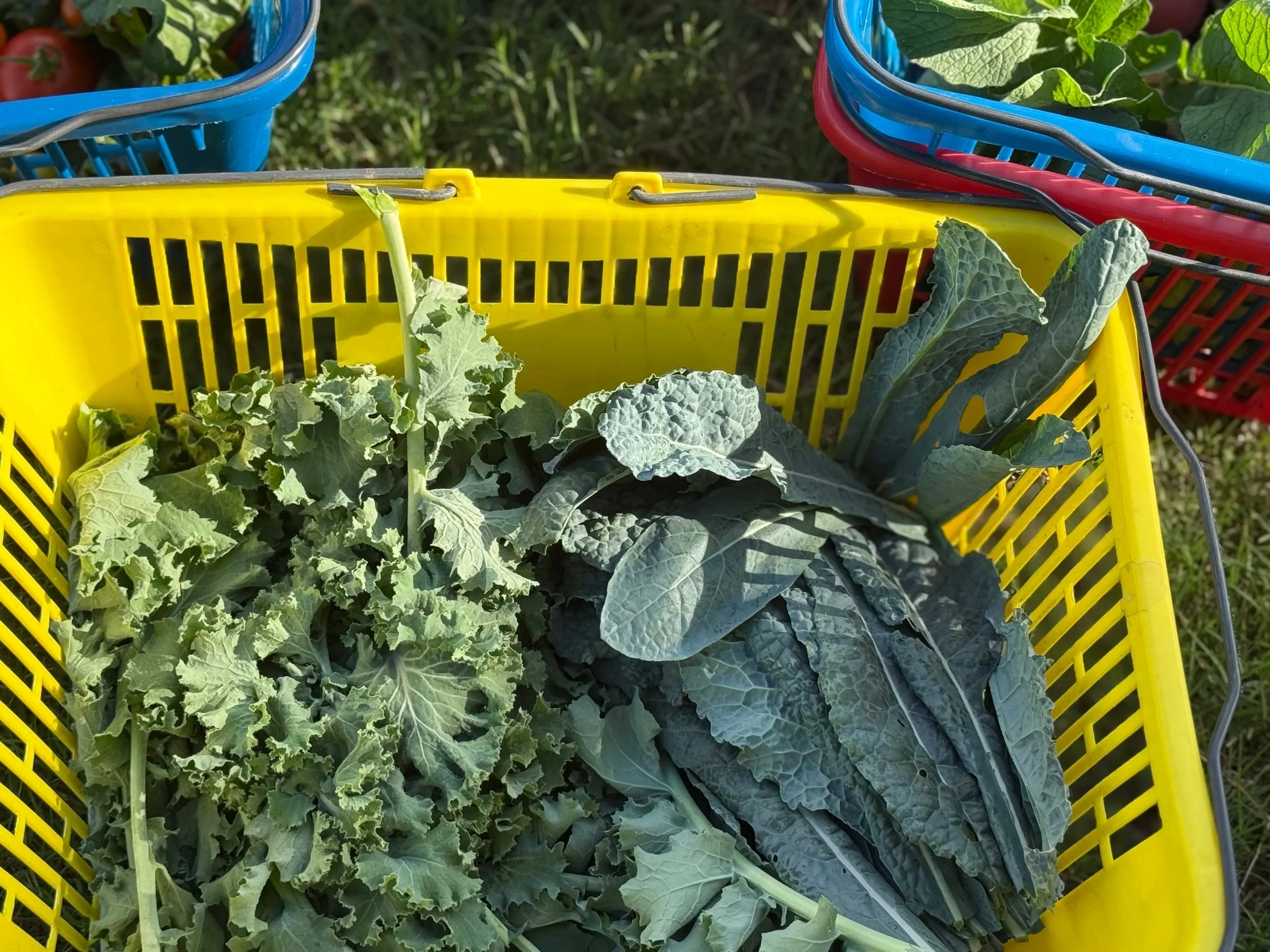 A yellow basket containing two types of leafy green vegetables, one with ruffled leaves and the other with smooth, elongated leaves, on a grassy surface.